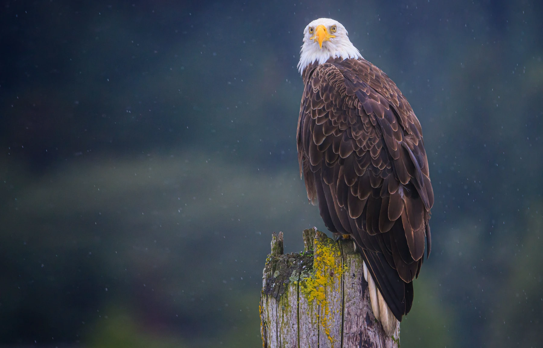 A bald eagle perched on a weathered stump in the rain in Seward, Alaska