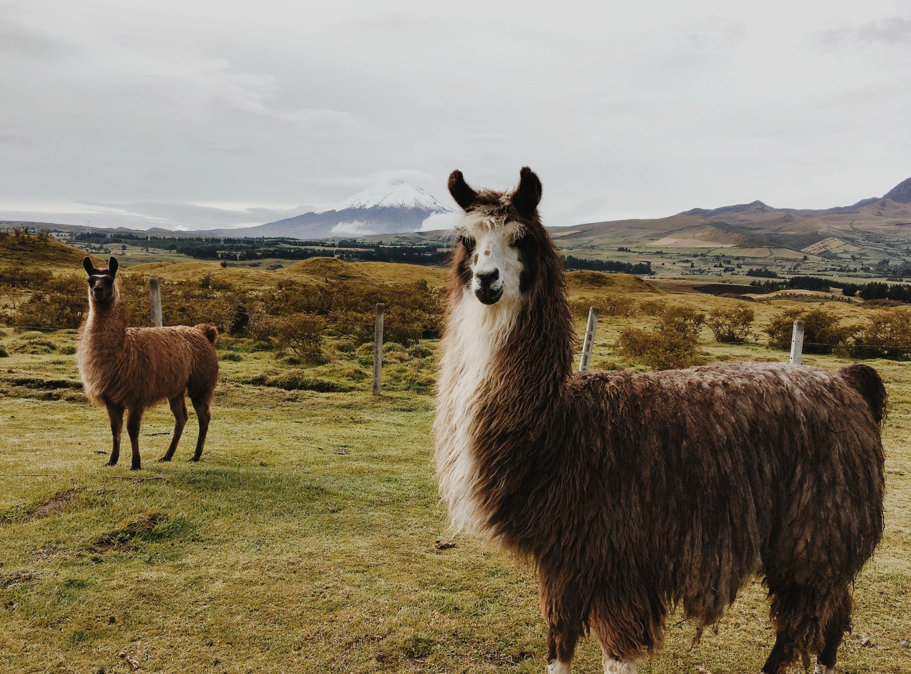 Llamas in a grassy Andean landscape with a snow-covered volcano in the distance