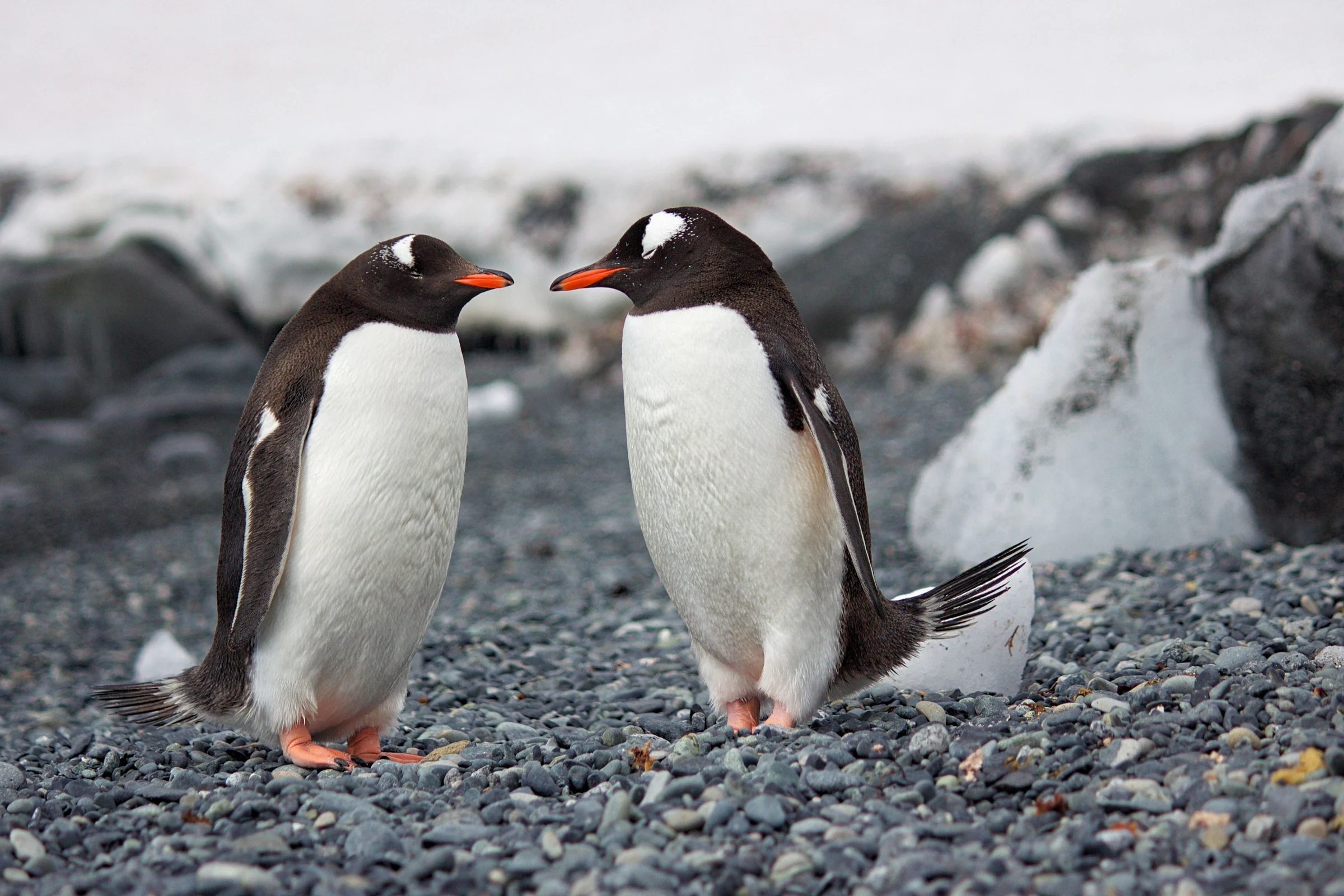Two gentoo penguins on a rocky Antarctic shore