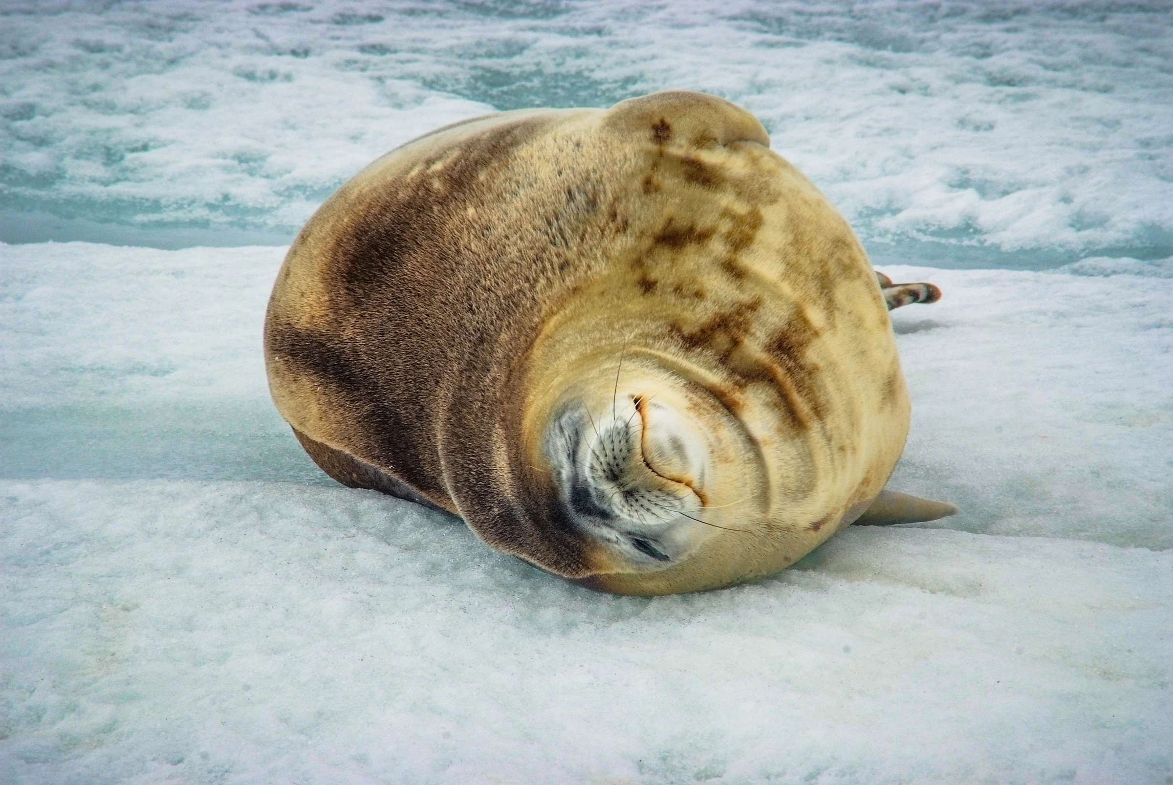 Seal resting on Antarctic ice