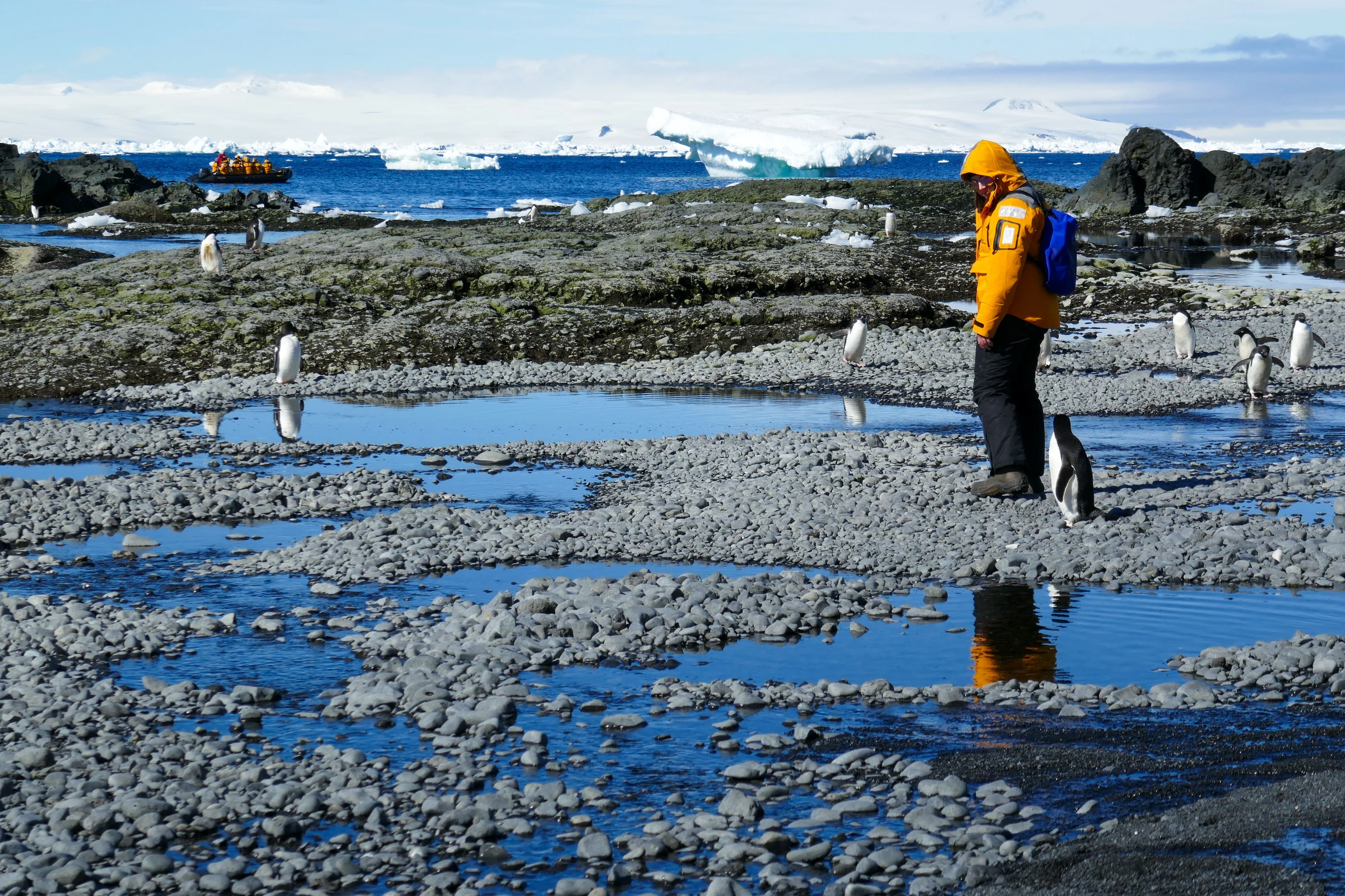 Expedition visitor and penguins on a rocky Antarctic shore