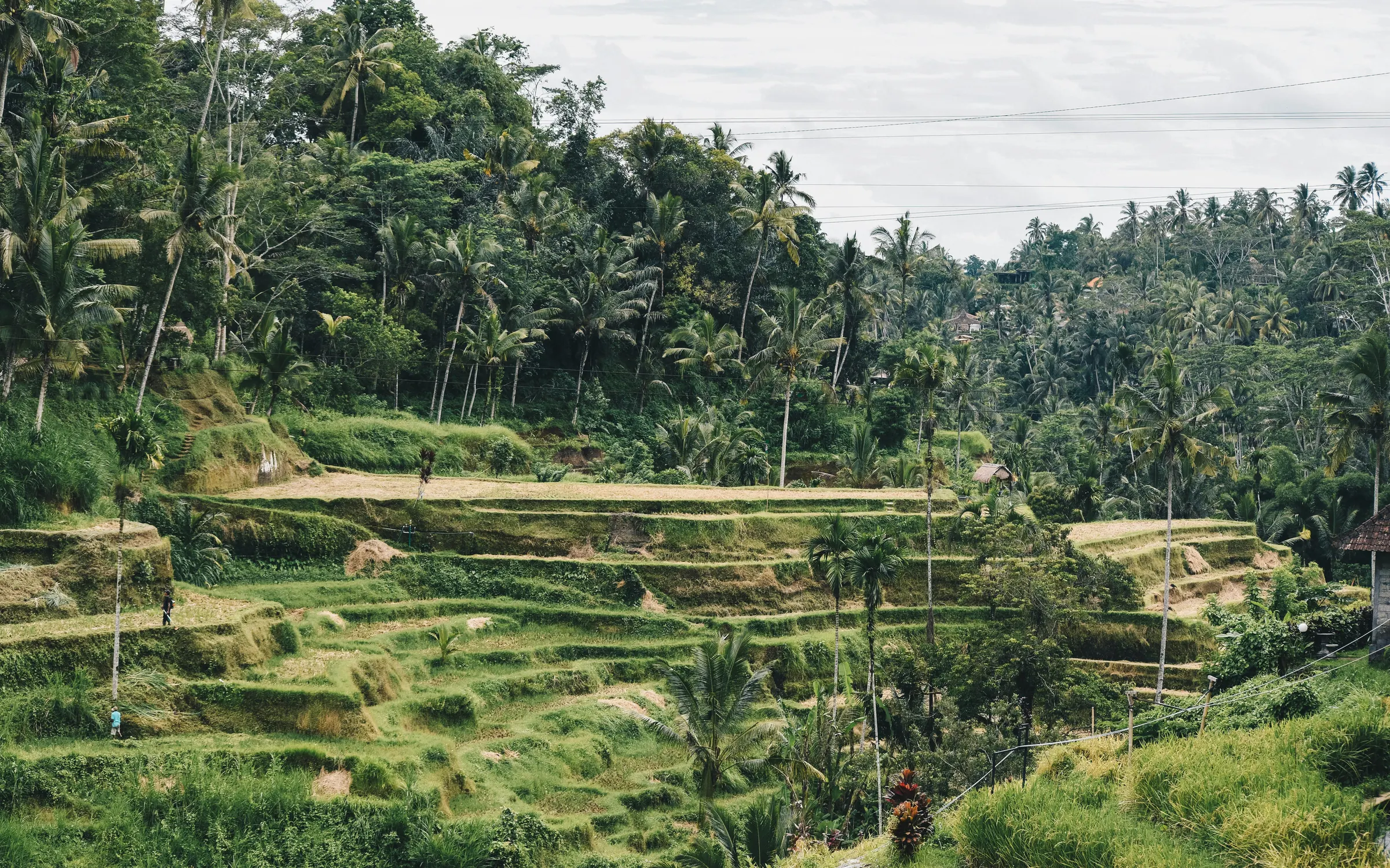 Rice terraces and palms in Bali