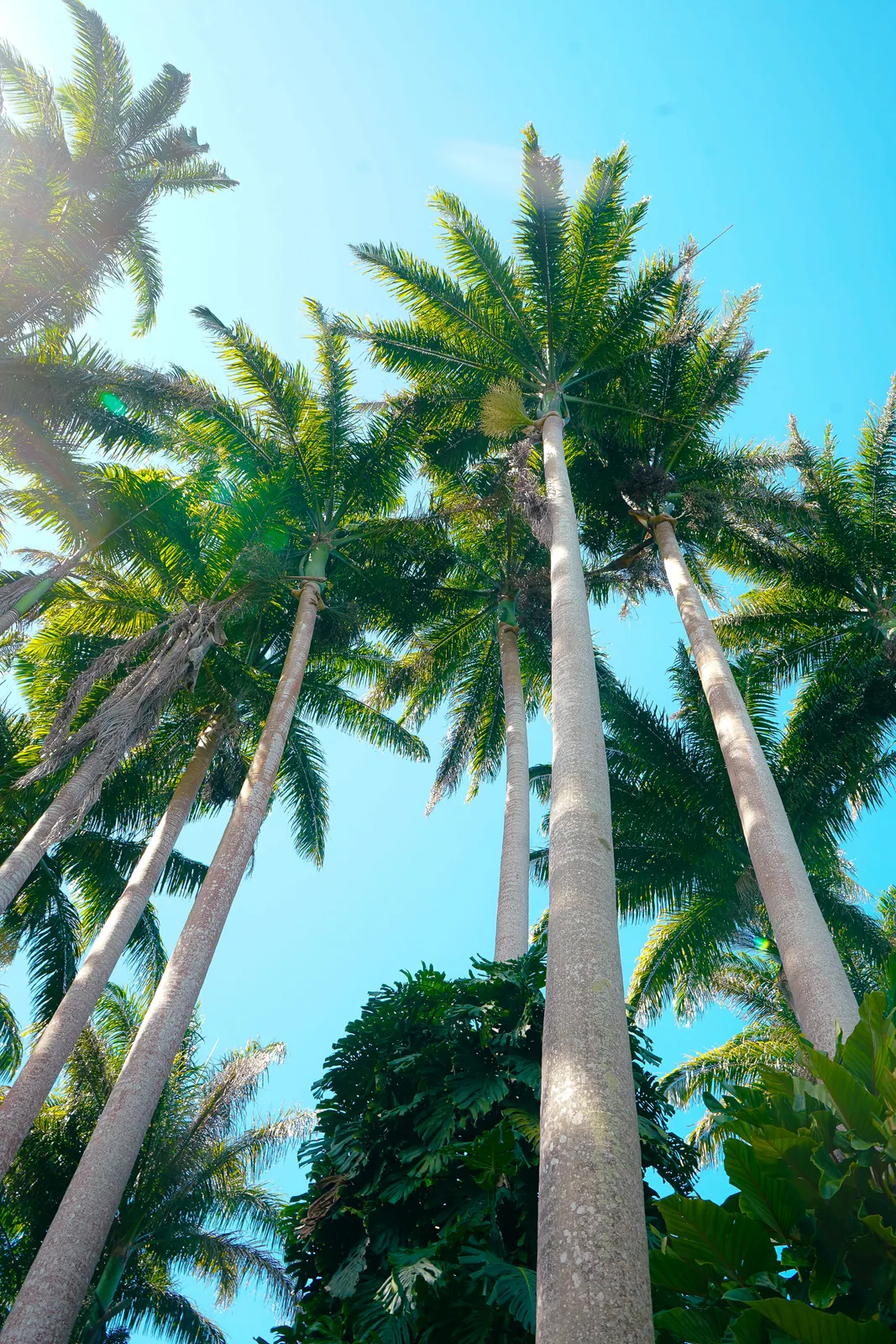 Tall palm trees rising above lush tropical garden foliage