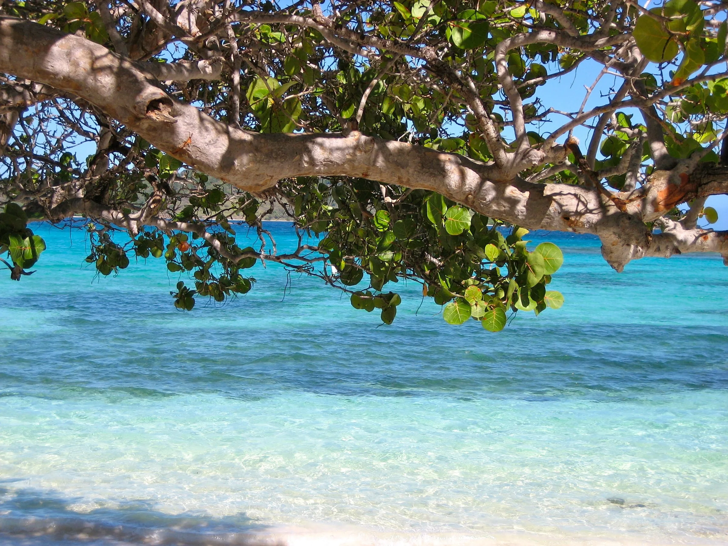 Overhanging tree branches framing clear blue water and a sandy shoreline