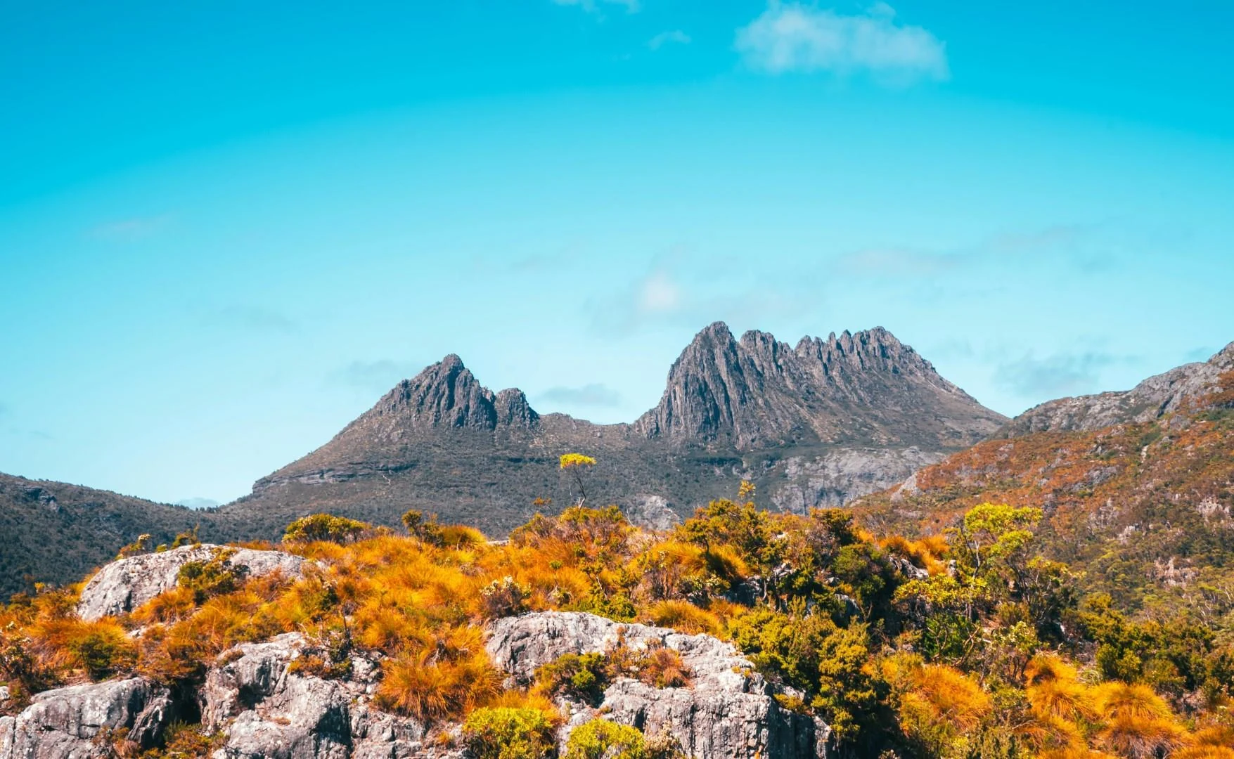 Cradle Mountain rising above golden alpine vegetation in Tasmania