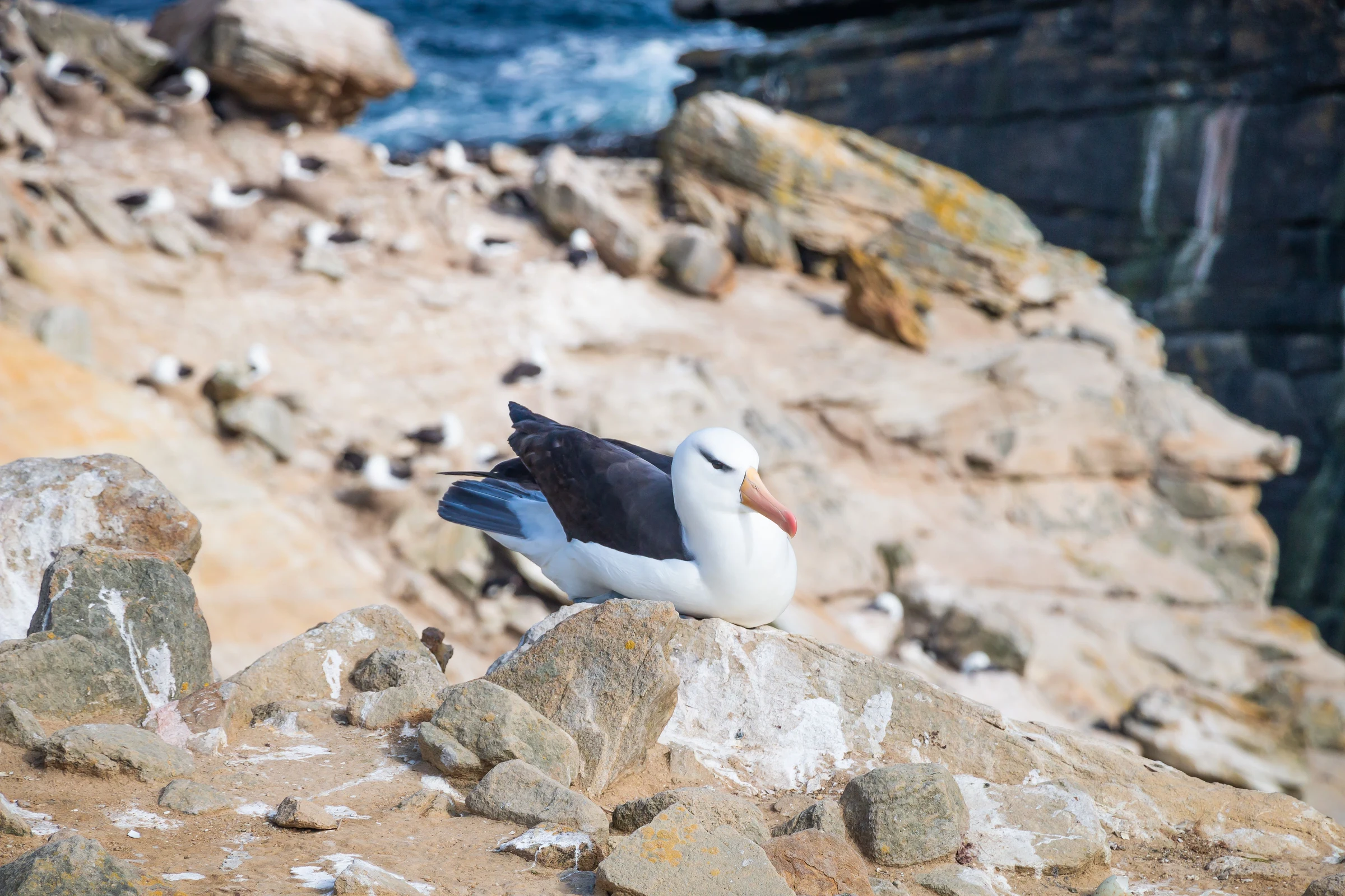 Black-browed albatross resting on a rocky nesting ledge