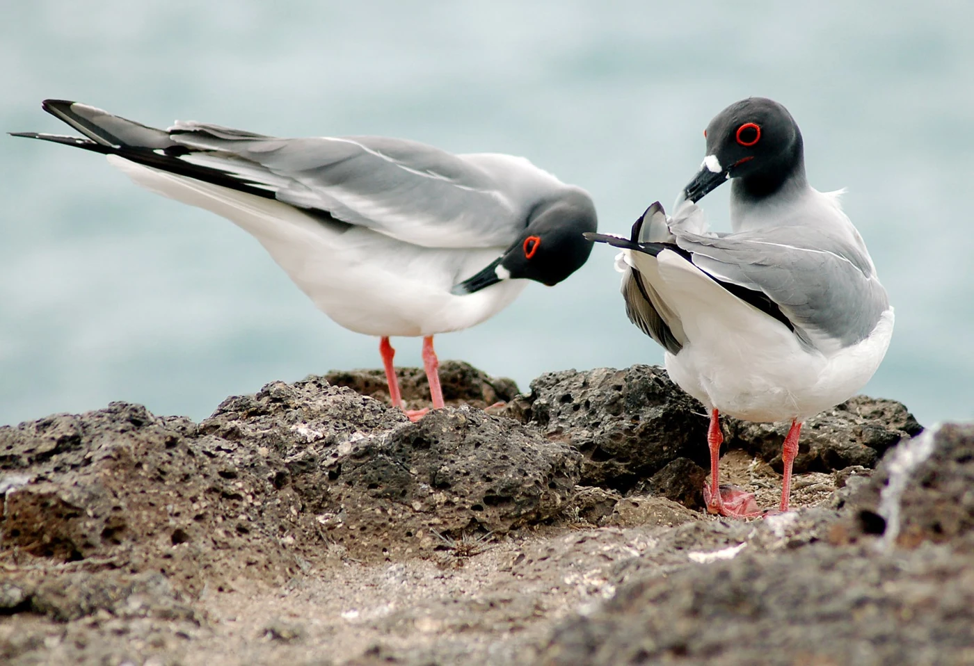 Two swallow-tailed gulls on volcanic rocks in the Galápagos Islands