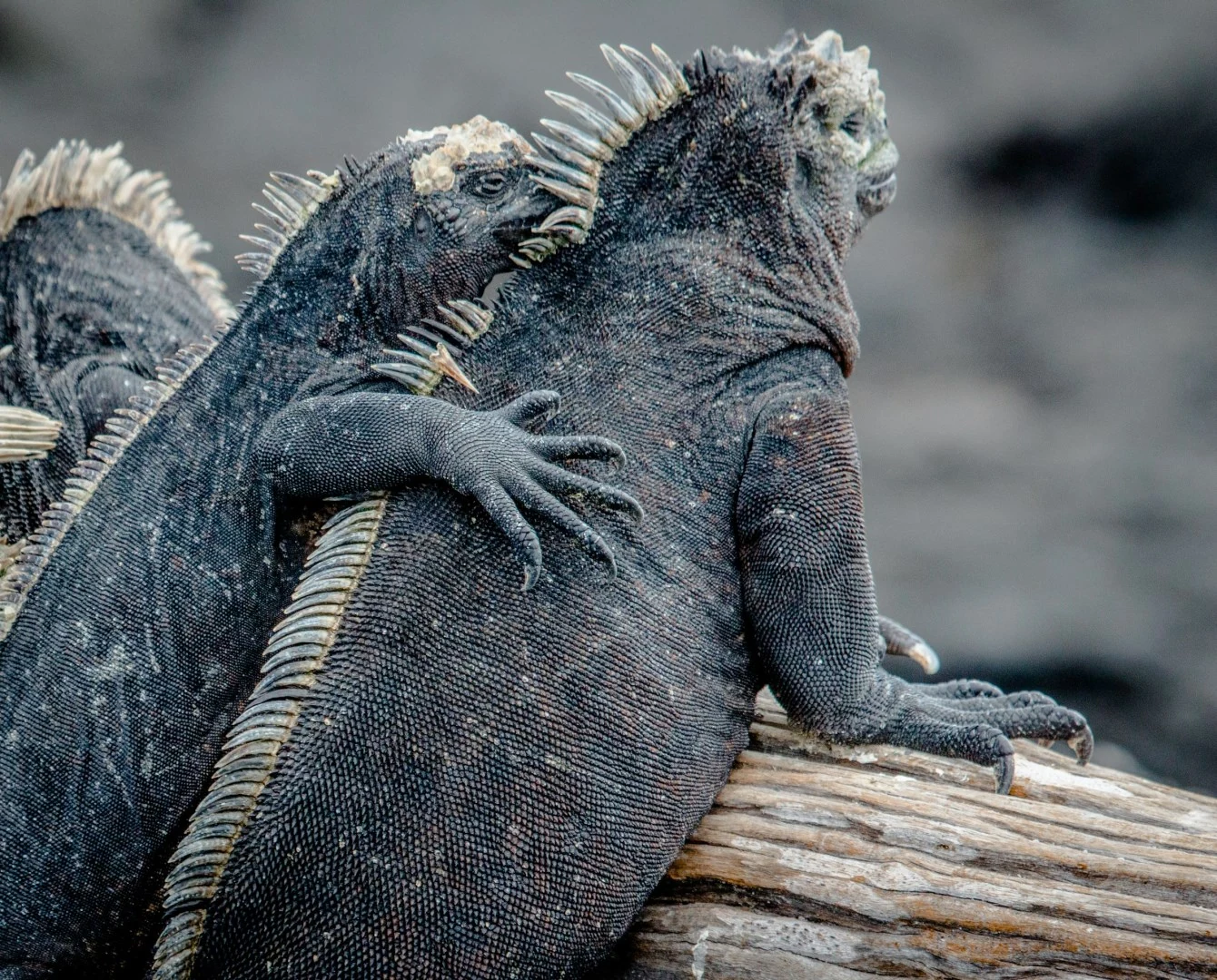 Marine iguanas resting together on the Galápagos Islands