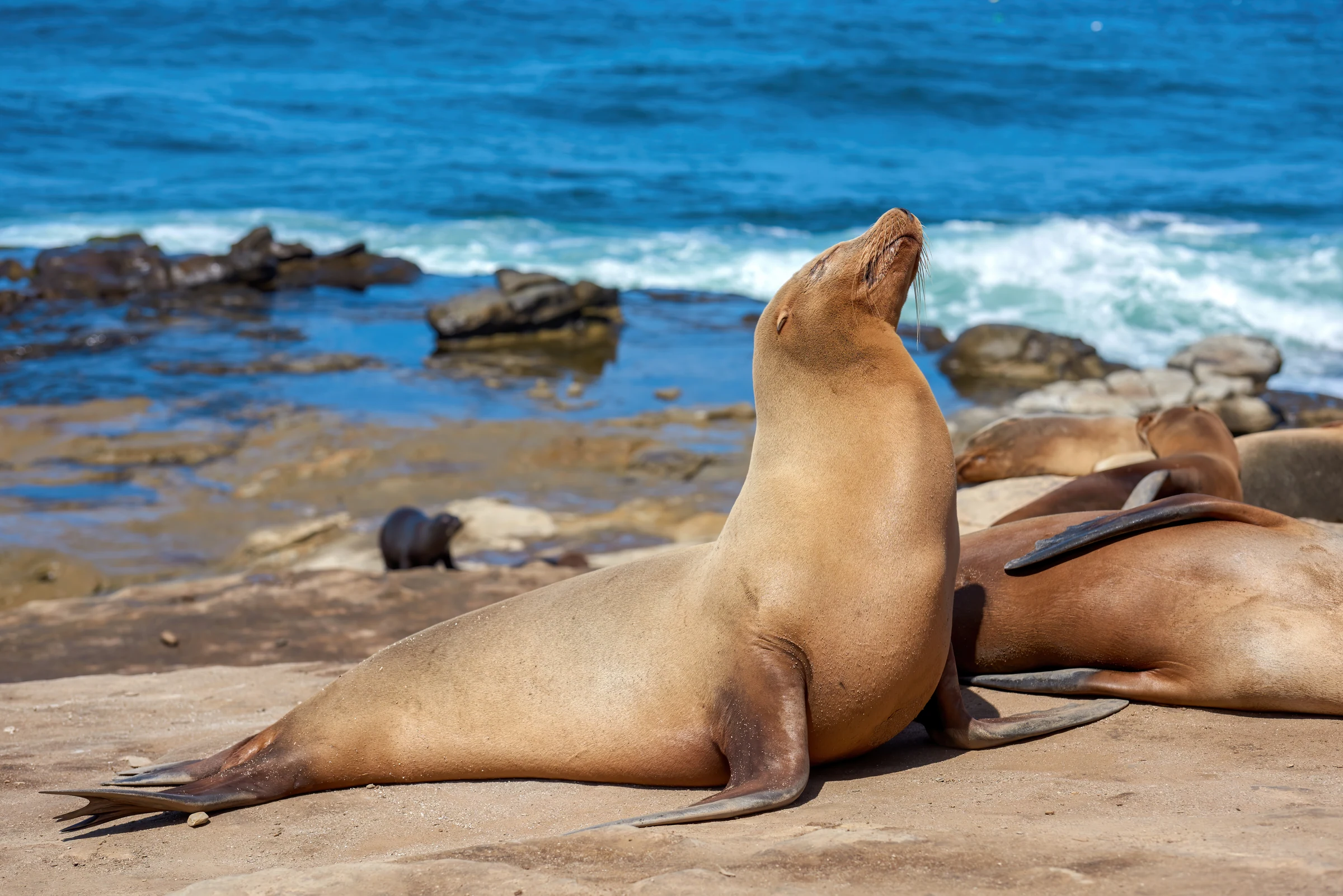 Sea lions resting on a rocky shore beside the blue Pacific Ocean