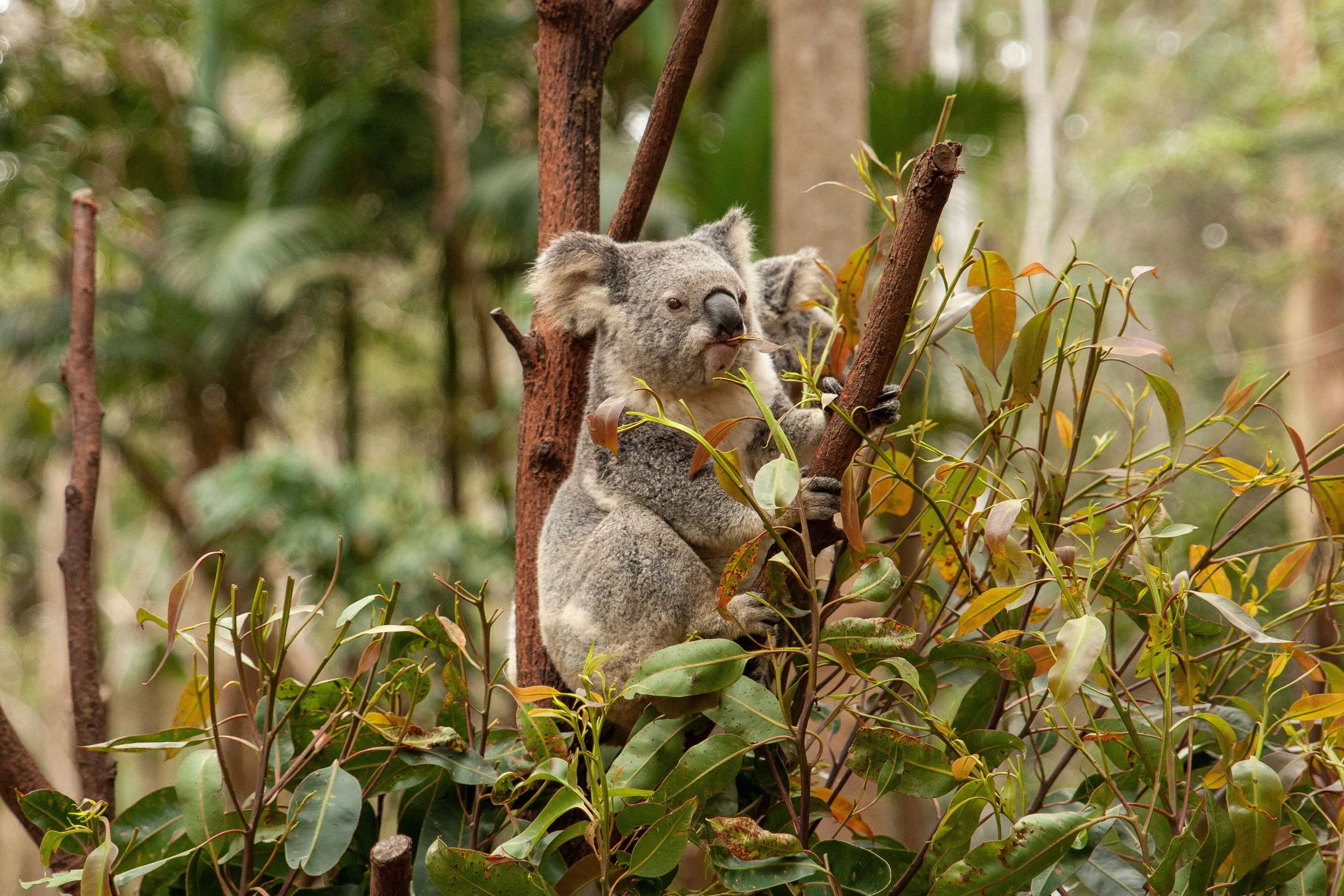 Koala among eucalyptus branches at a Gold Coast wildlife sanctuary