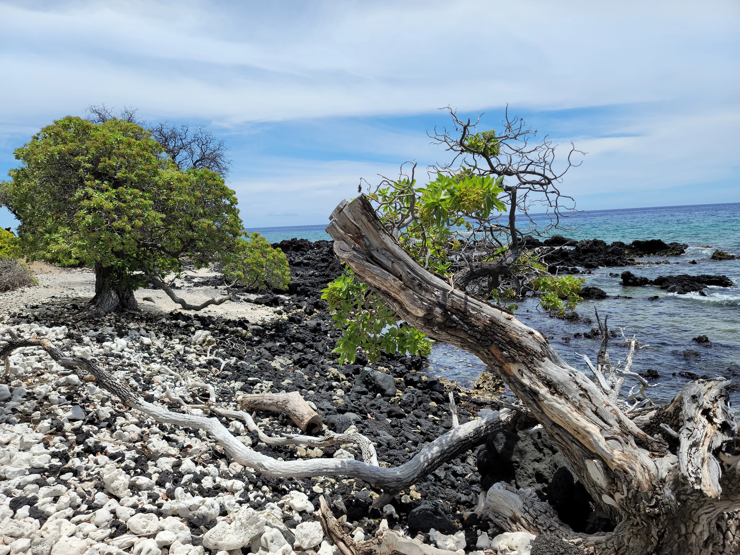 Lava shoreline, coastal trees and ocean on Hawaiʻi Island