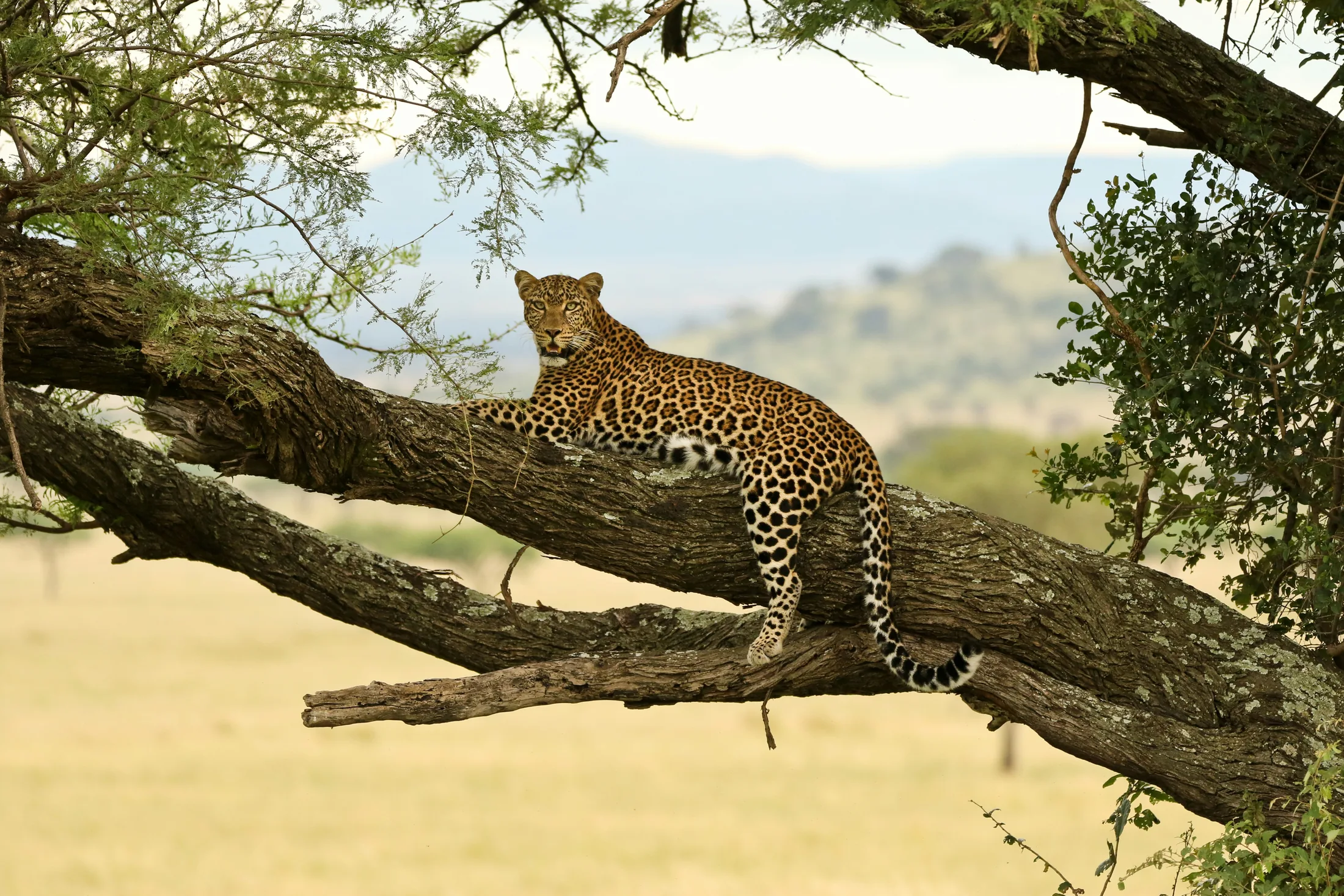 A leopard resting along a tree branch