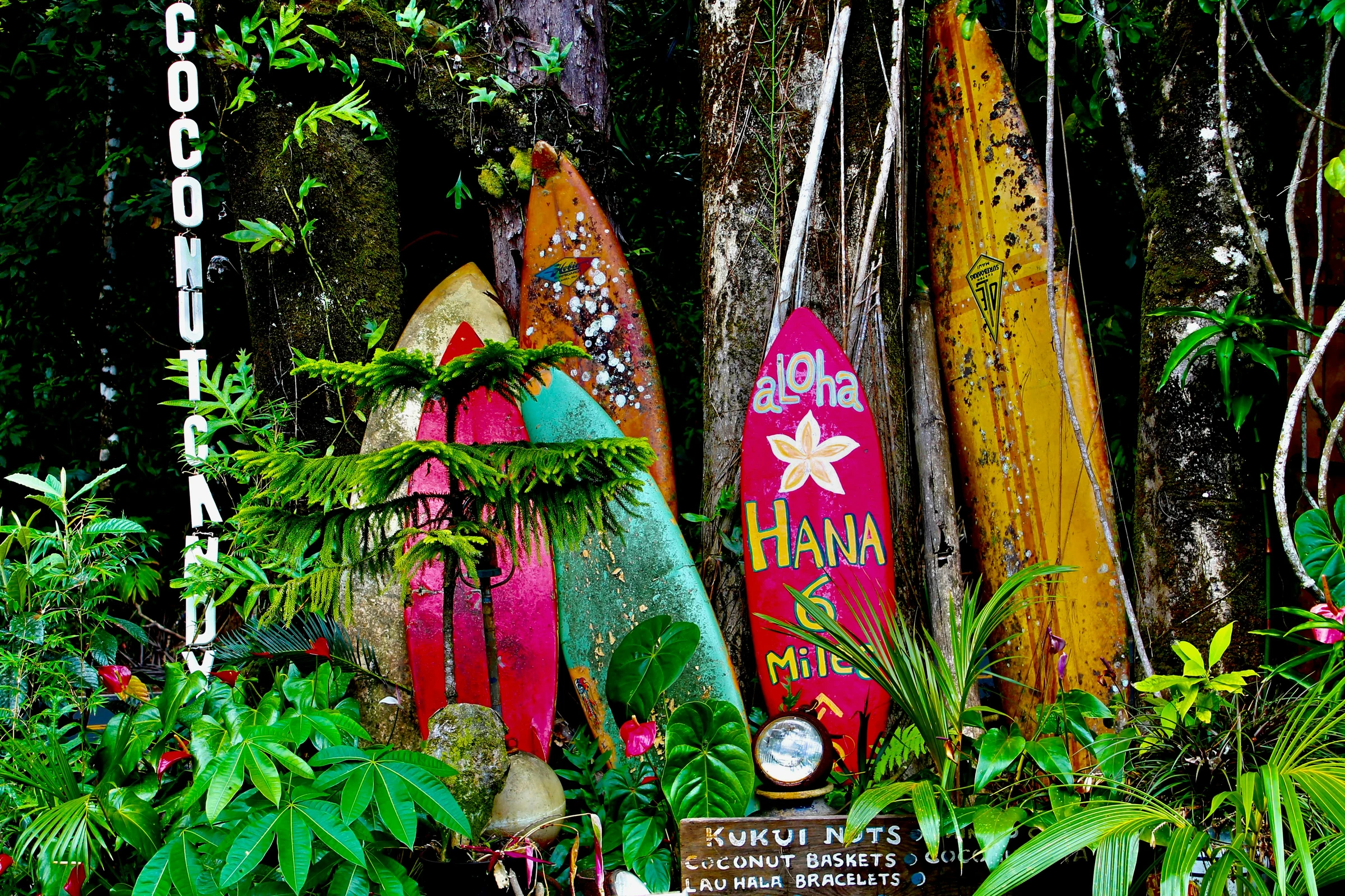 Colorful surfboards among lush foliage on Maui