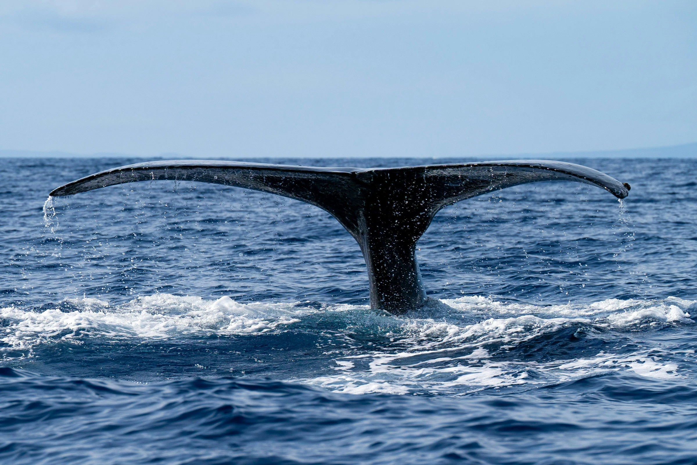 A humpback whale fluke rising from the ocean off Maui