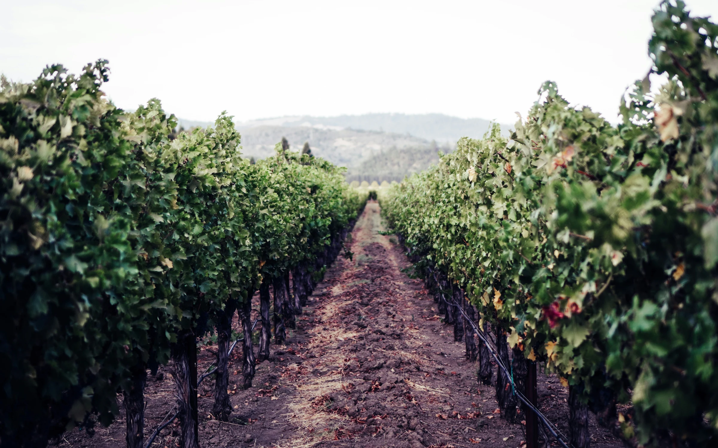 Vineyard rows leading toward low hills in Napa Valley, California