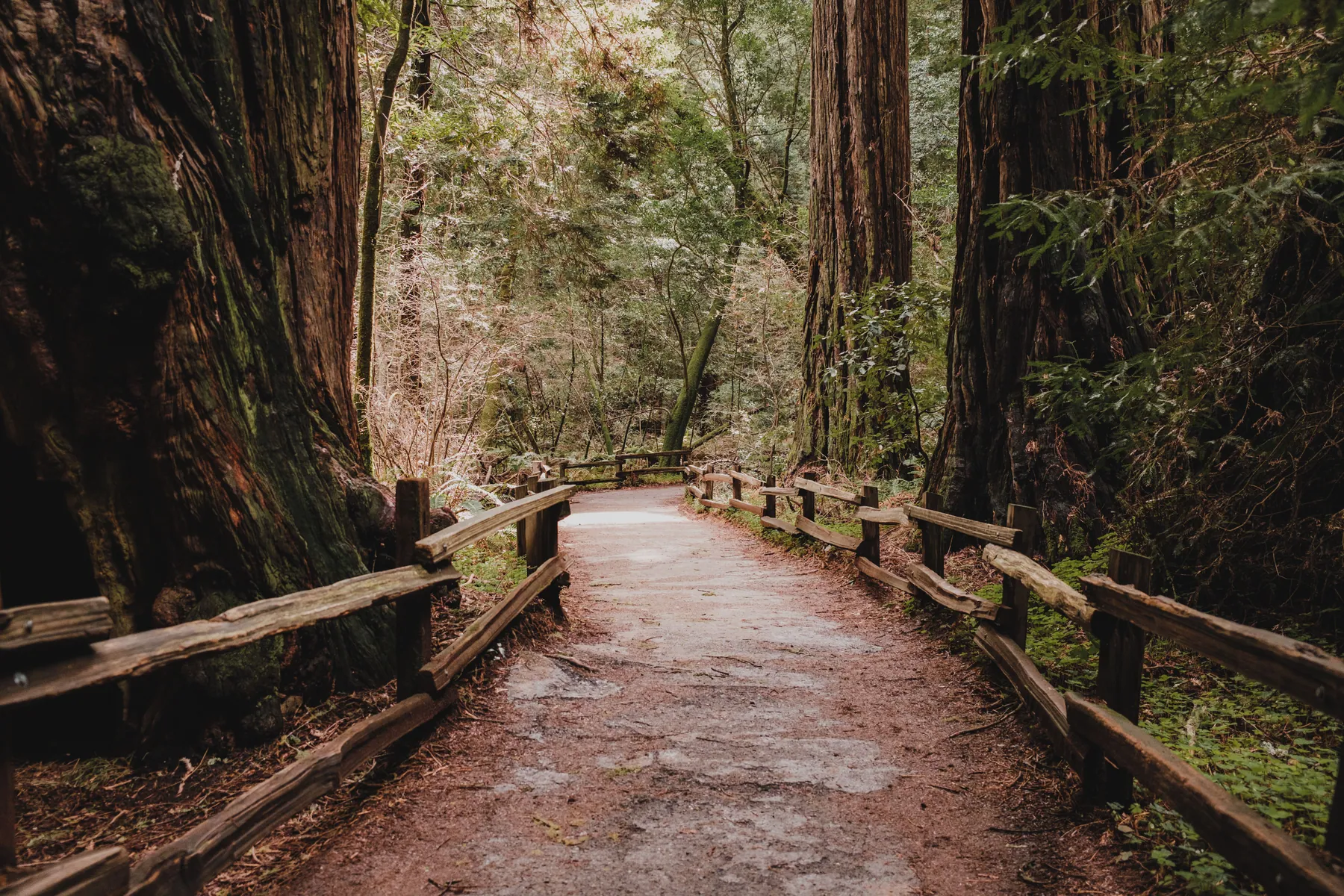 A walking path with wooden rails between tall redwood trees