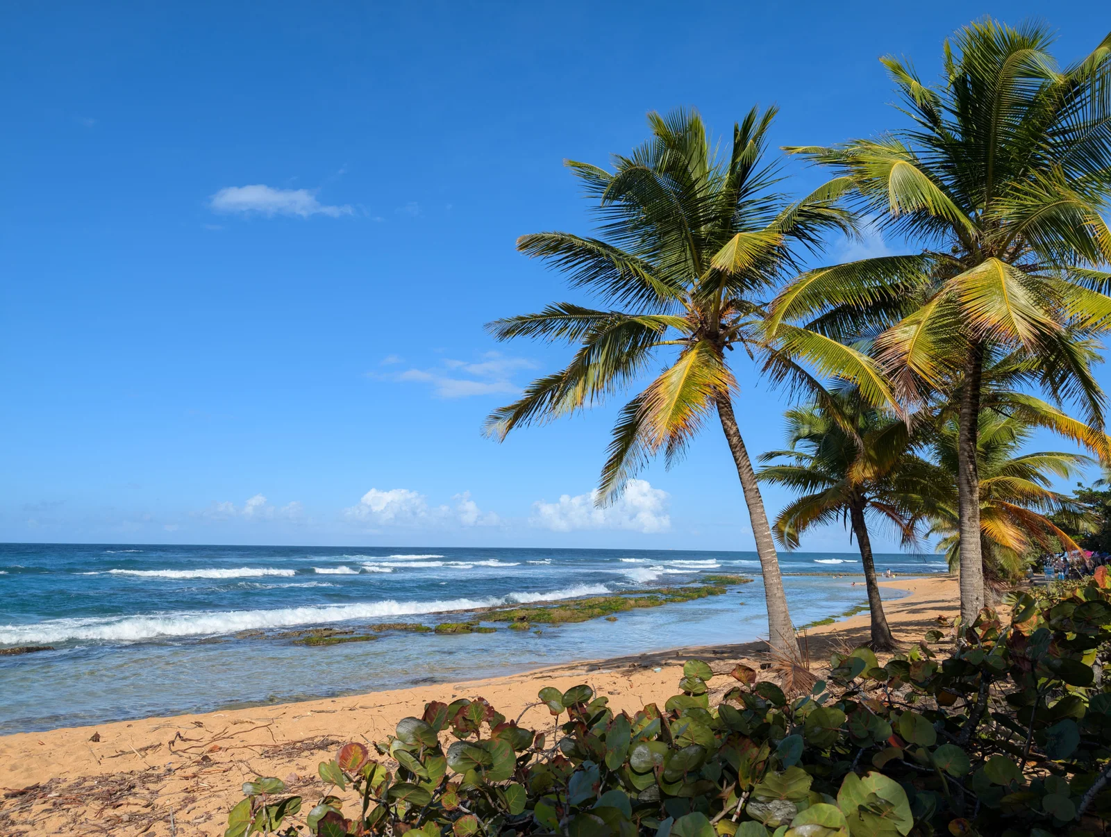 Palm trees lining a sandy beach beside ocean waves and a rocky reef