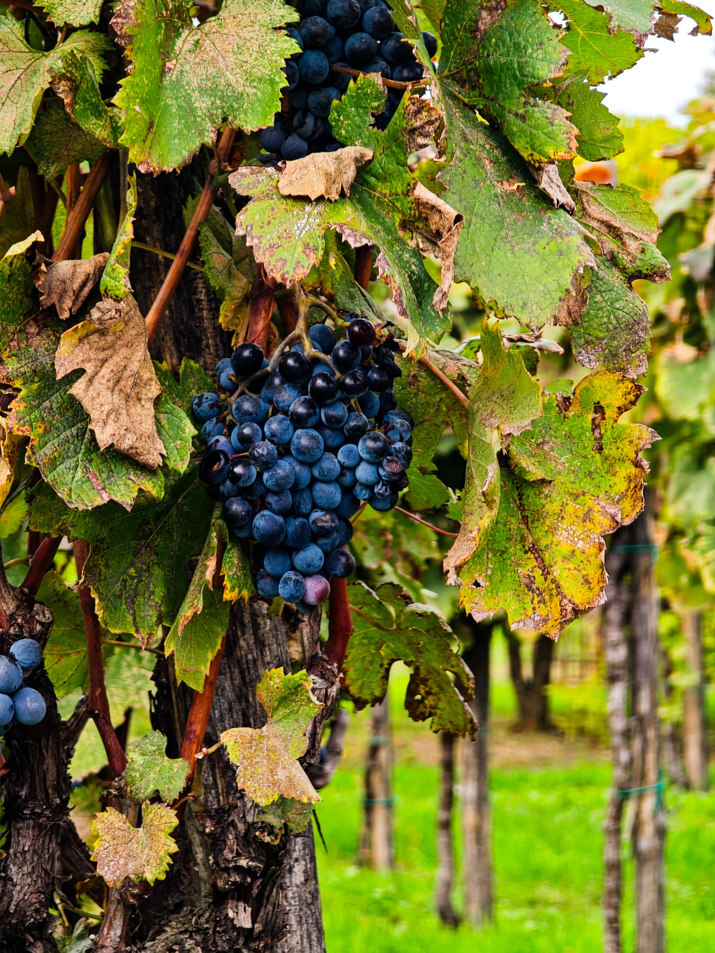 Dark grapes growing among vineyard leaves