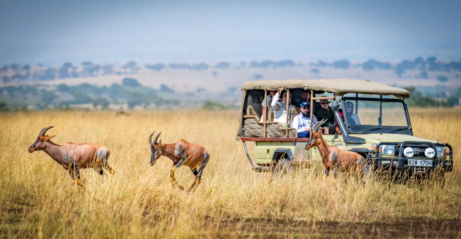 Safari vehicle and wildlife on open grassland