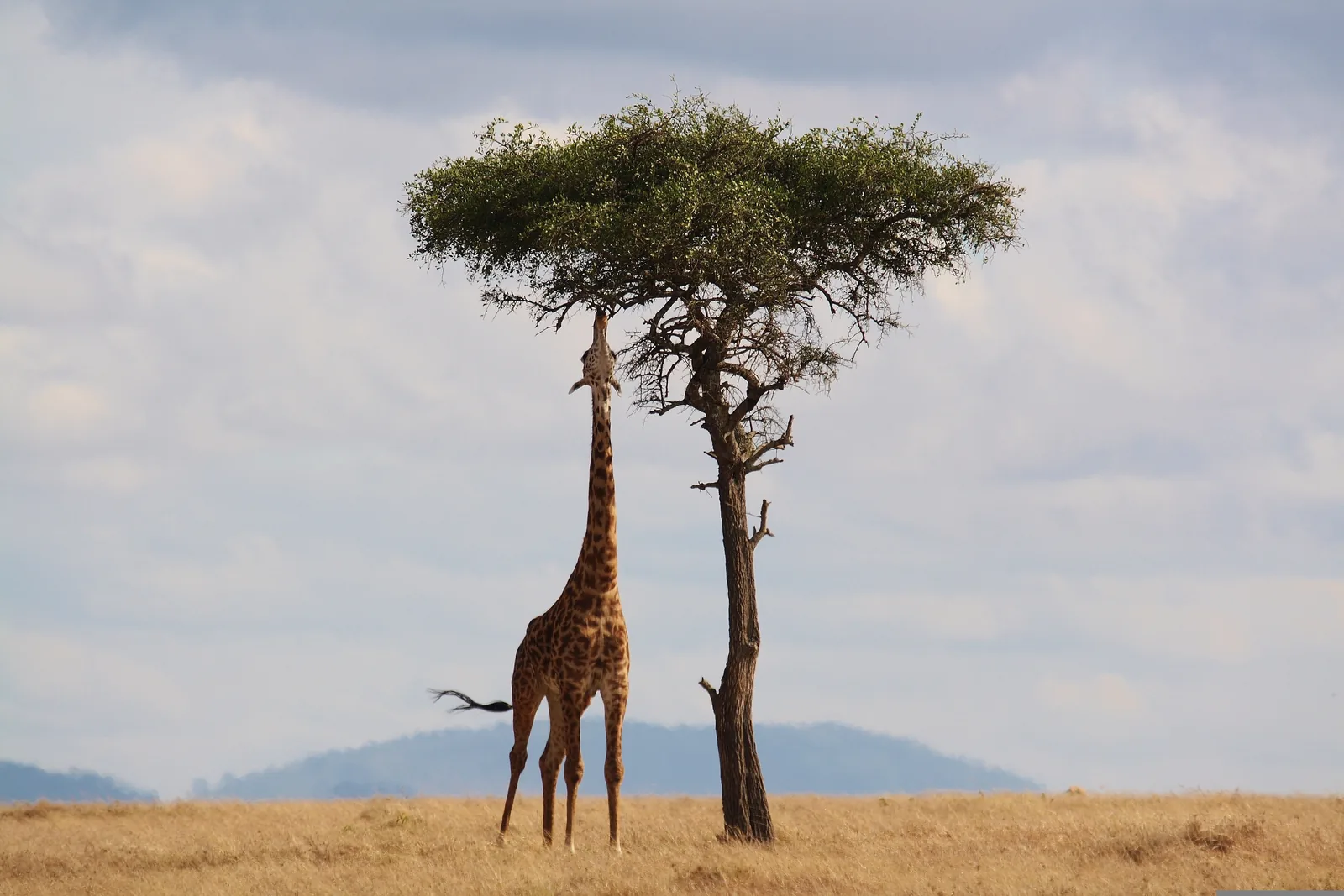 A giraffe beside an acacia tree on open grassland