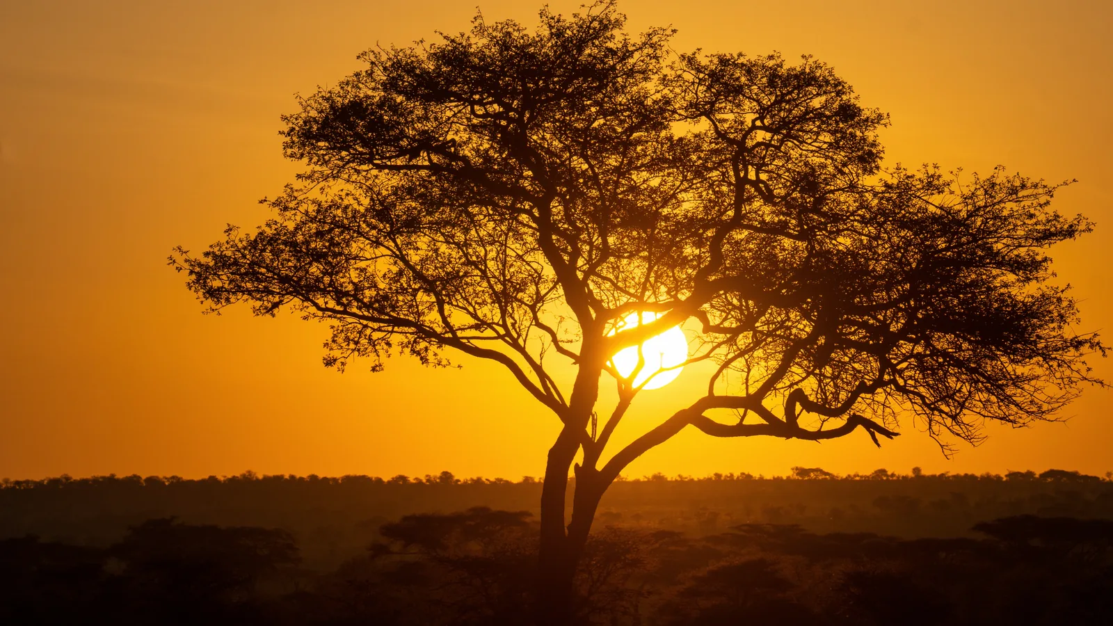 Acacia trees silhouetted against a warm sunset