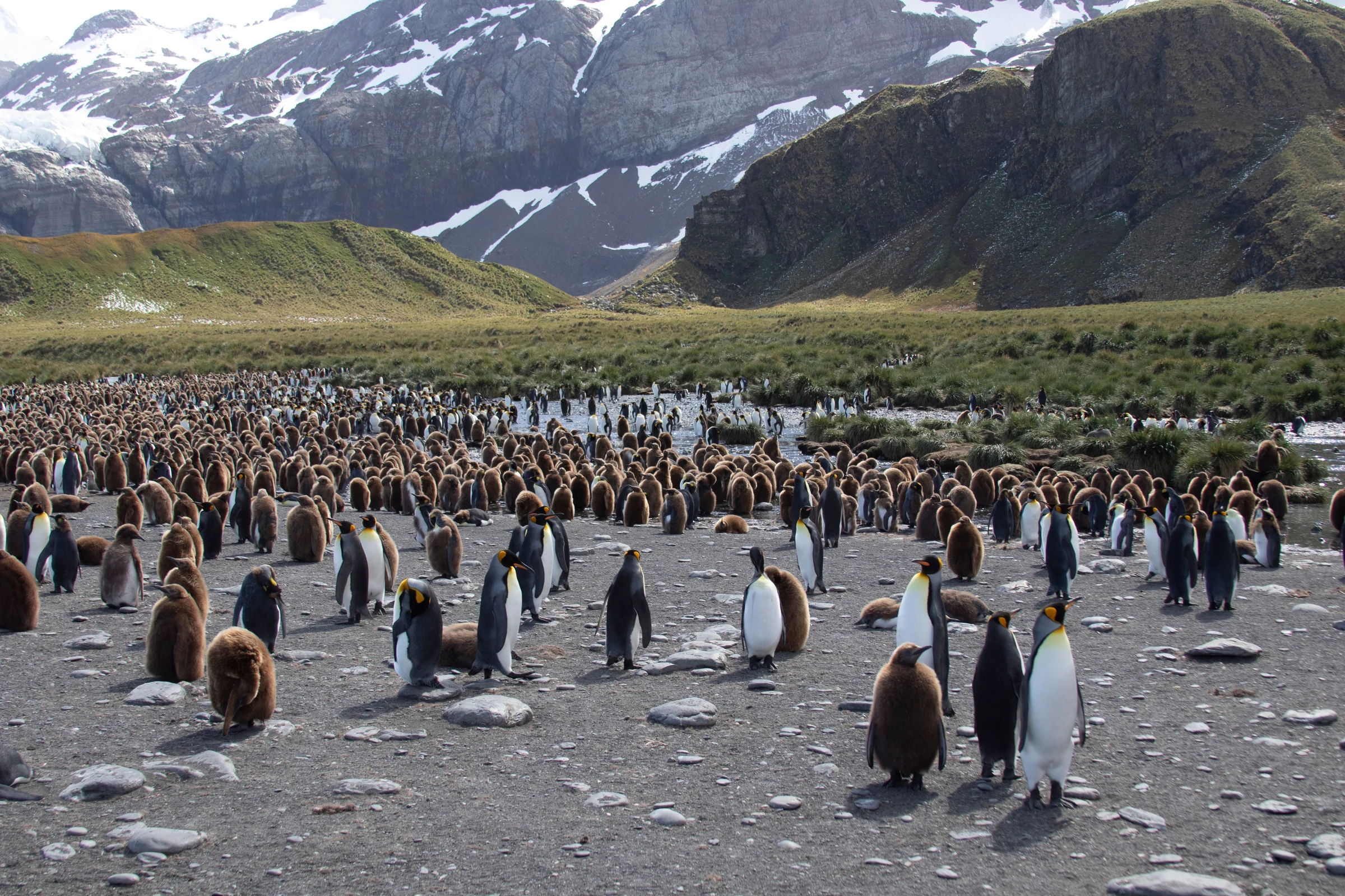 King penguins and brown downy chicks in a colony beneath South Georgia’s mountains