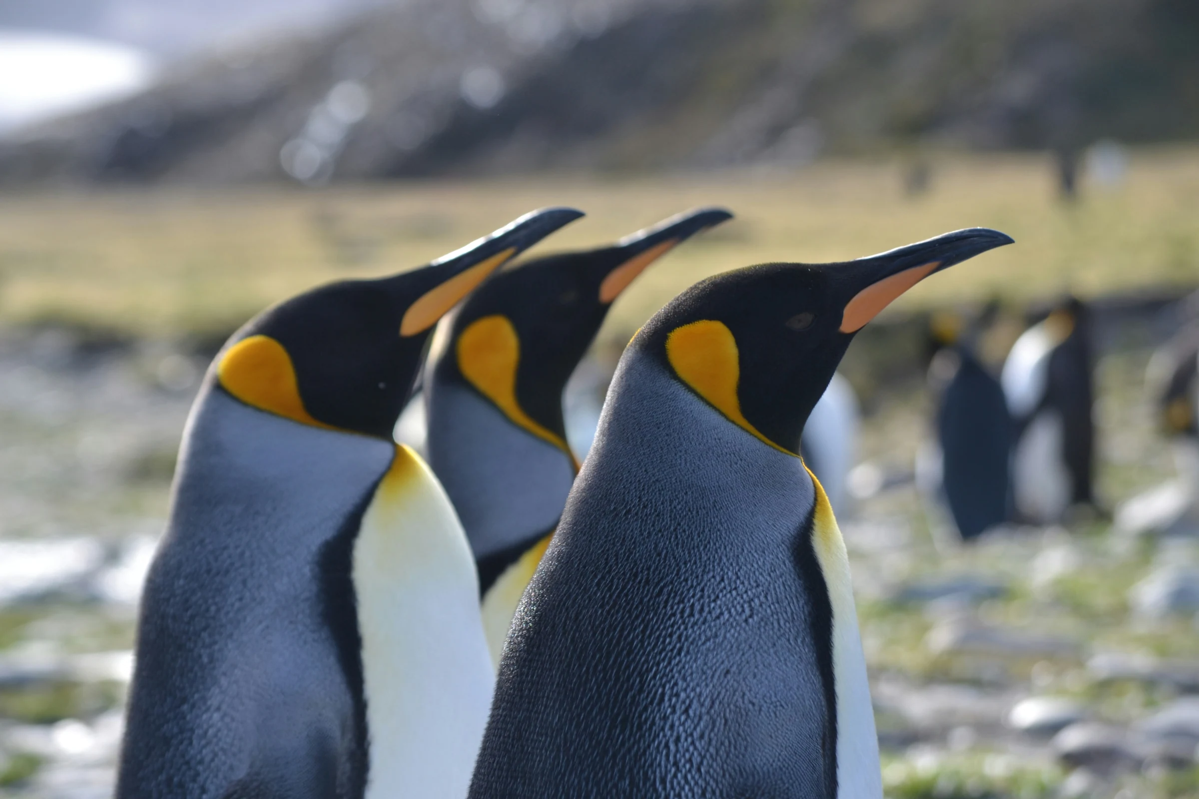 Three king penguins with orange ear patches and long bills