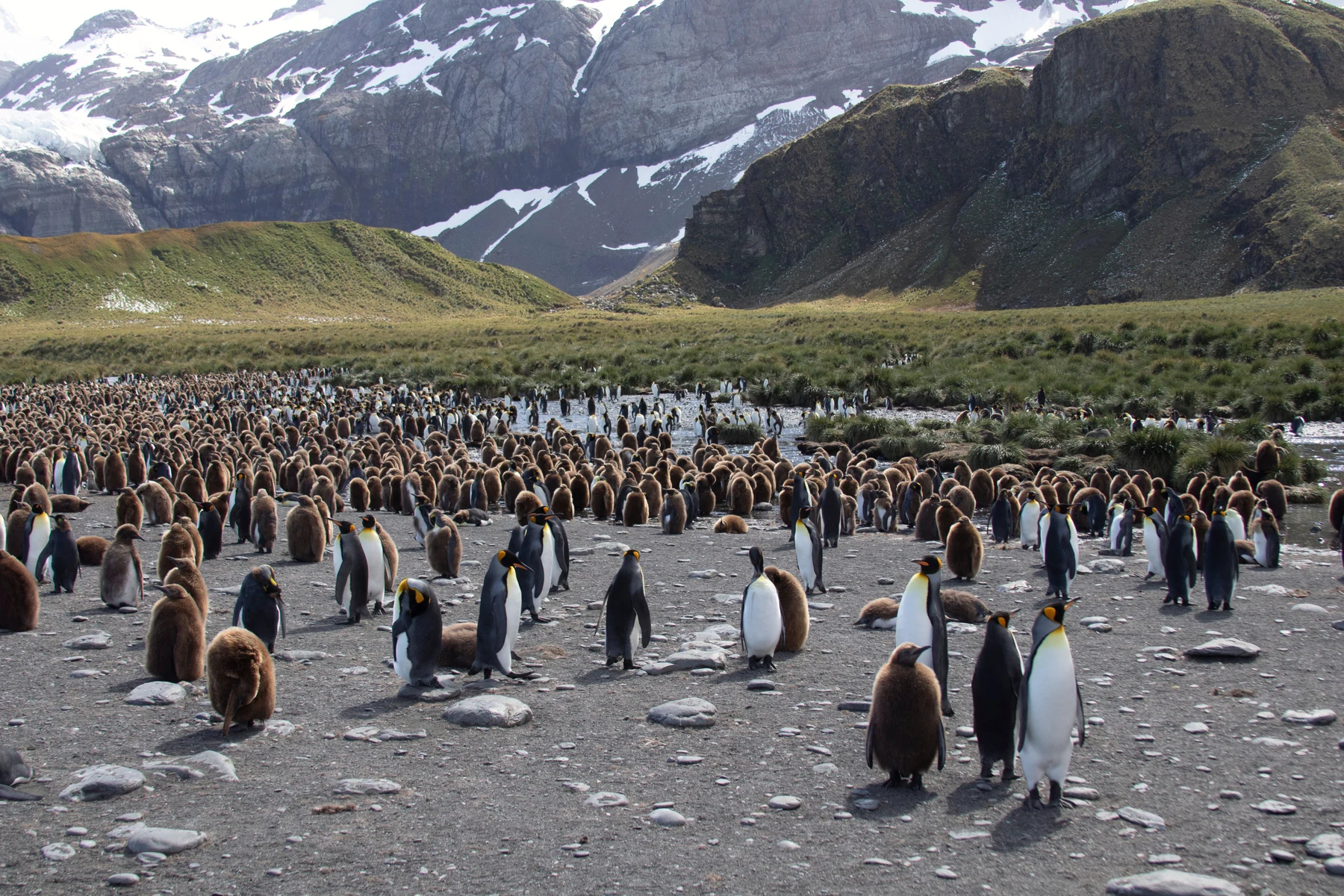 King penguins and brown-feathered chicks below snow-streaked mountains in South Georgia