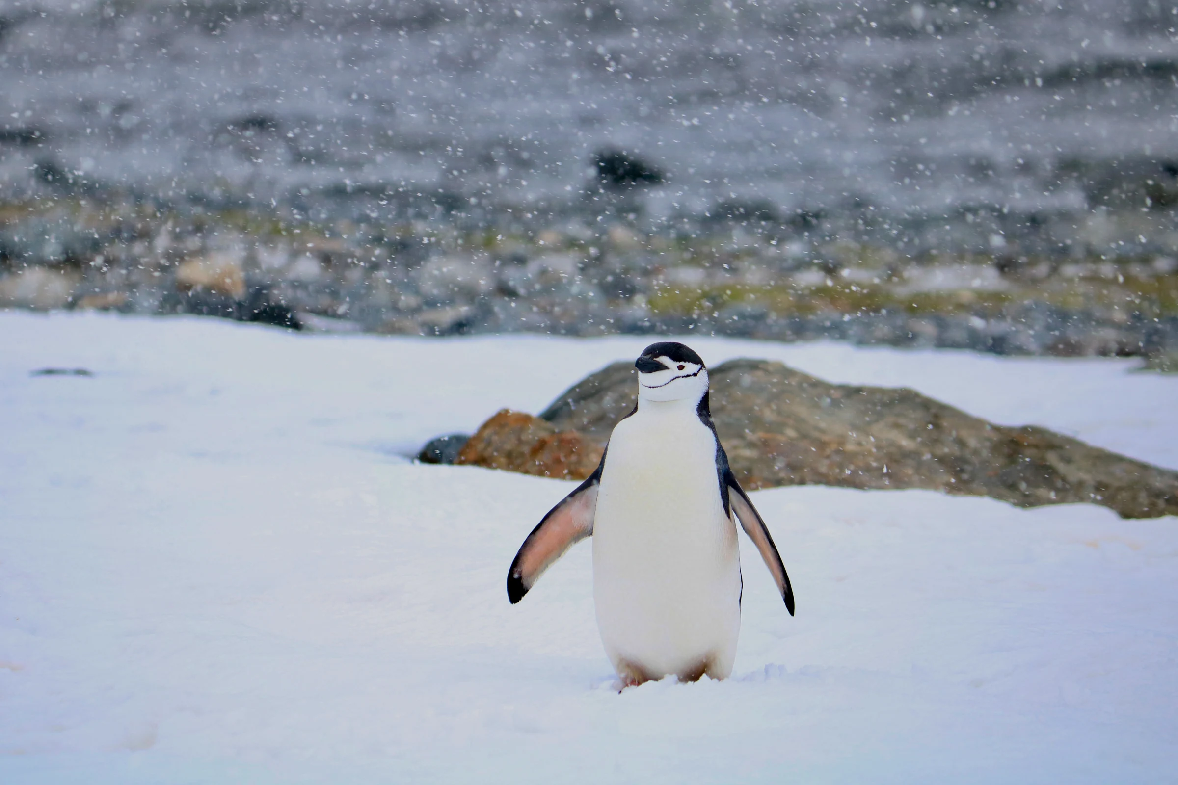 Chinstrap penguin standing in falling snow