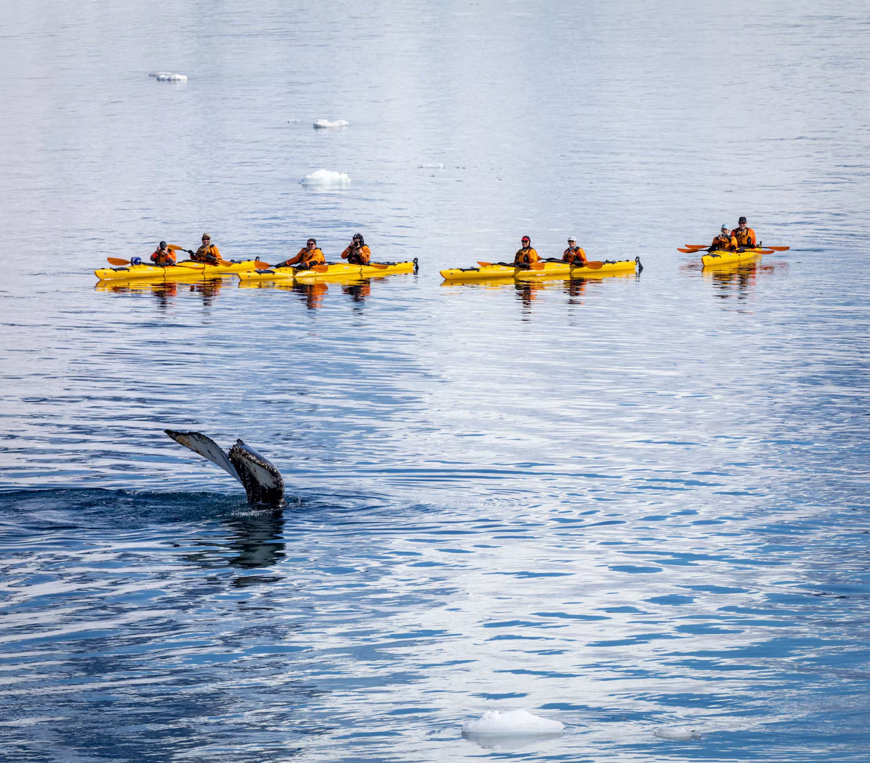 Yellow expedition kayaks on polar water near a whale fluke