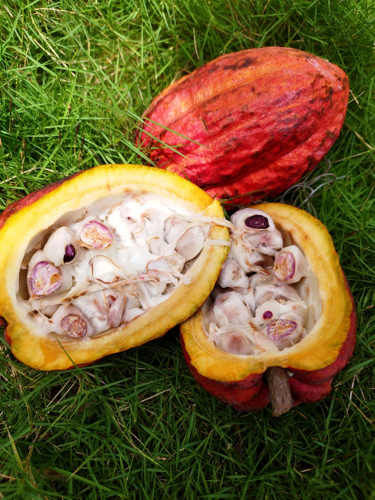 Fresh cacao pods split open to reveal the beans and pale pulp