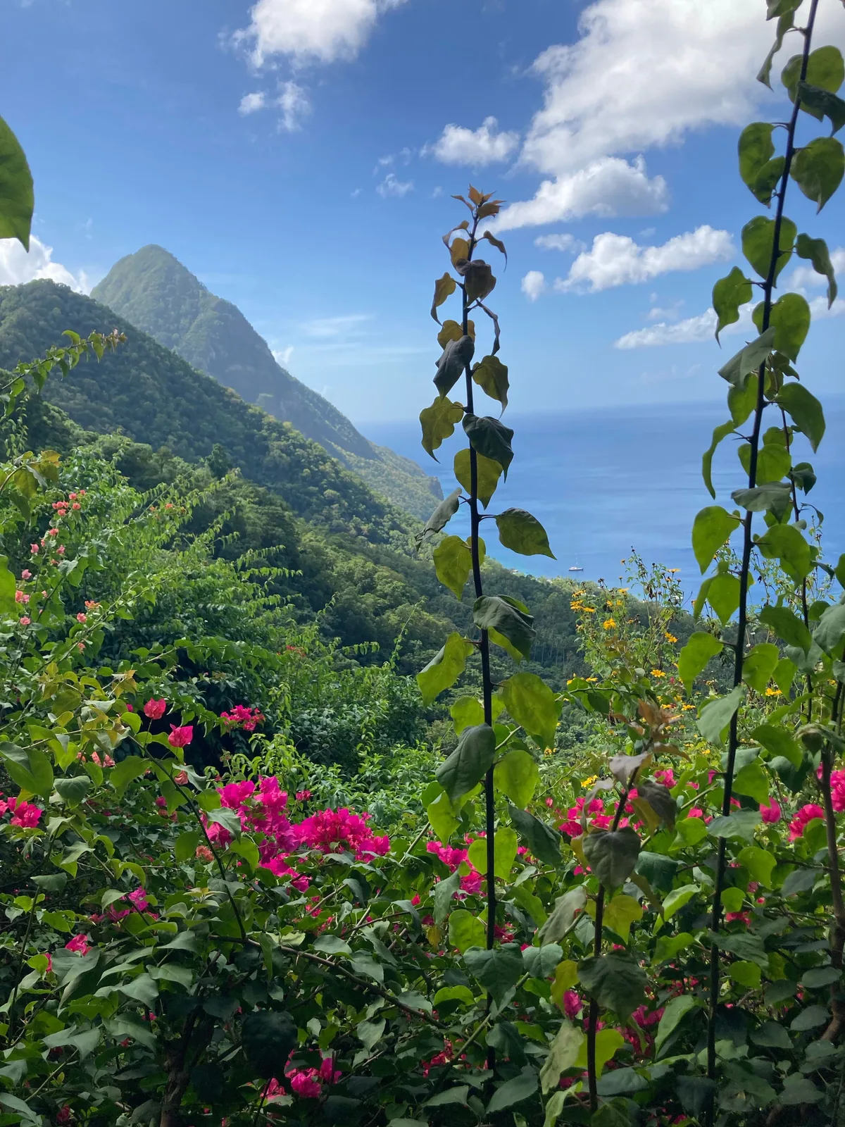 Tropical flowers and foliage framing a mountain and coastal view