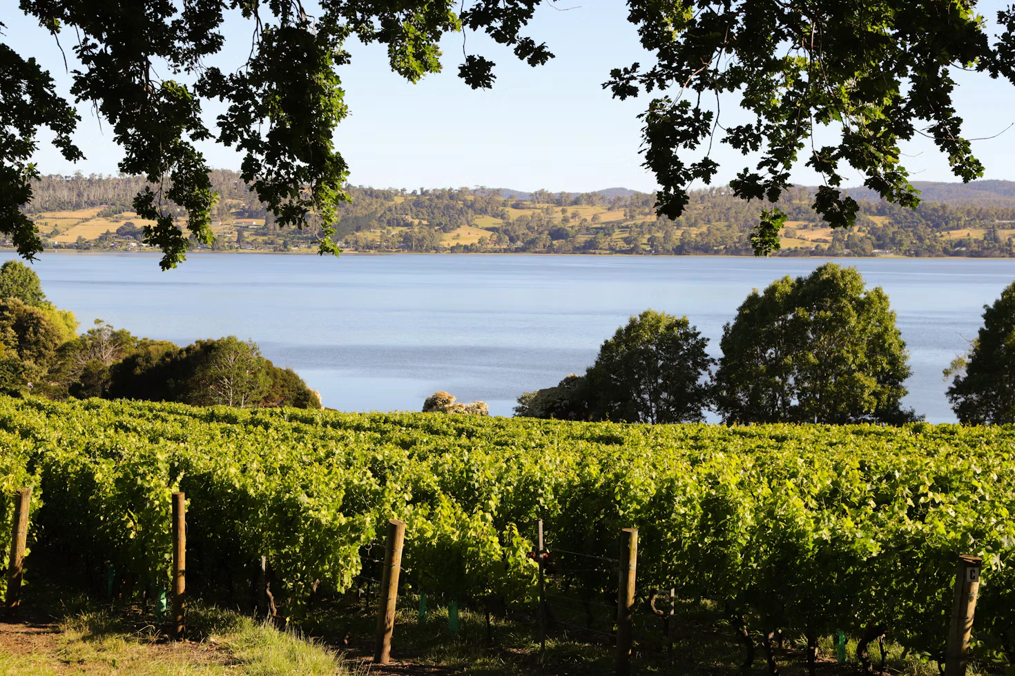 Vineyard rows overlooking the water in Tasmania