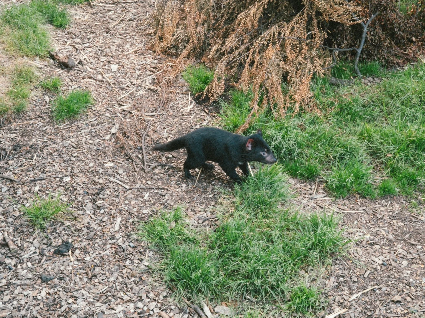 A Tasmanian devil walking beside grass and fallen branches