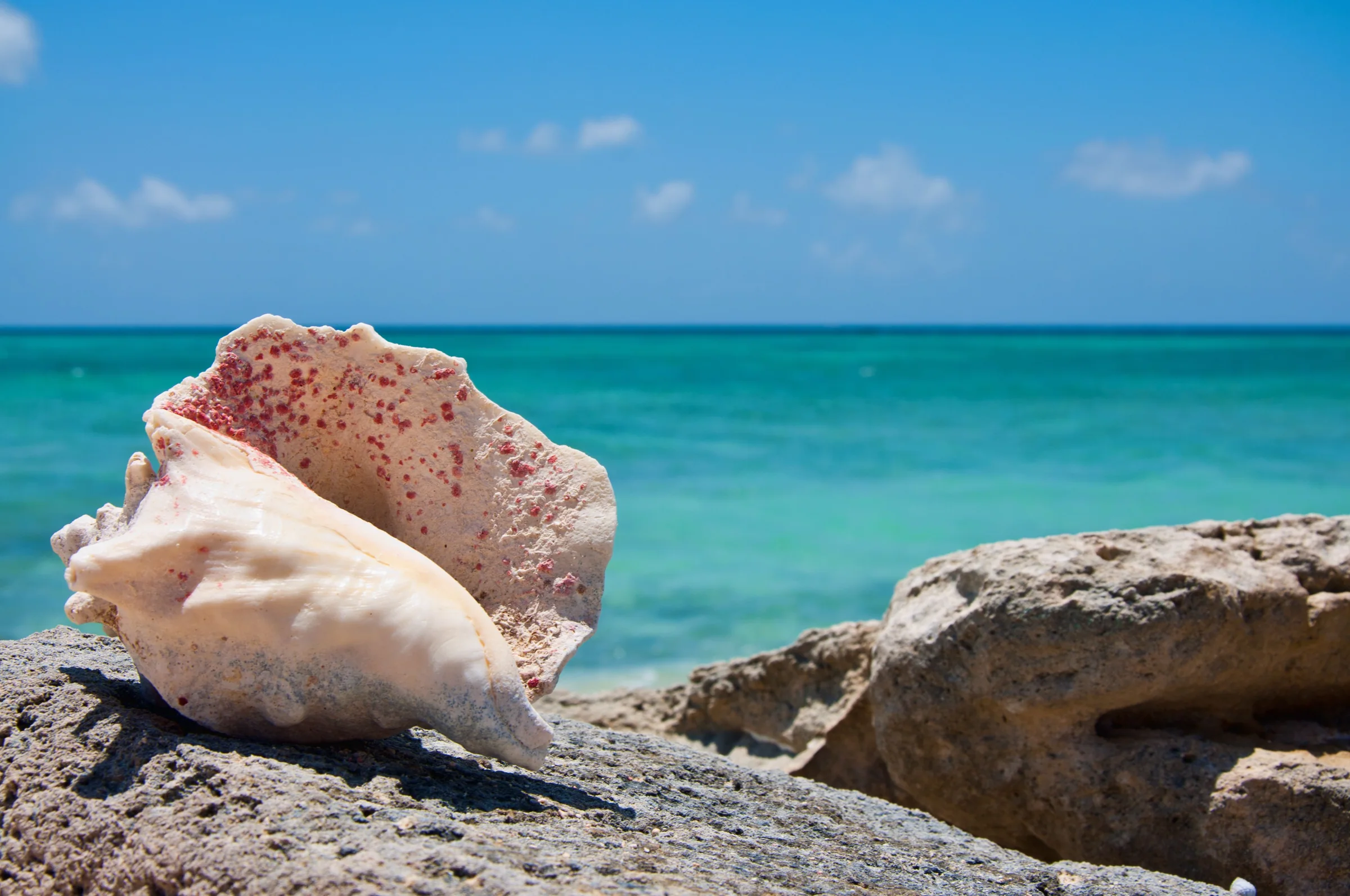 A large conch shell resting on coastal rocks beside turquoise sea