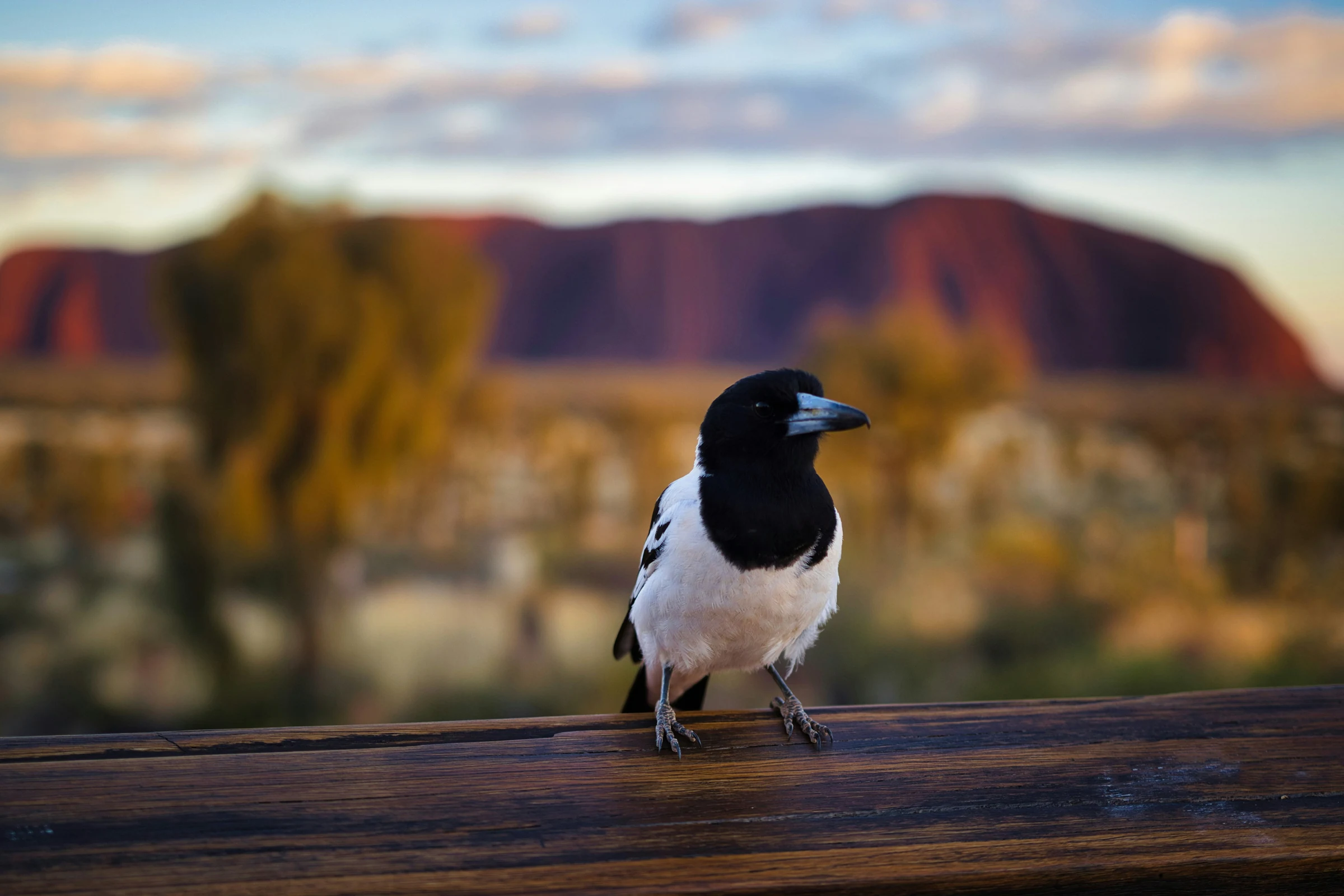 Black-and-white bird perched on a railing with Uluru in the background