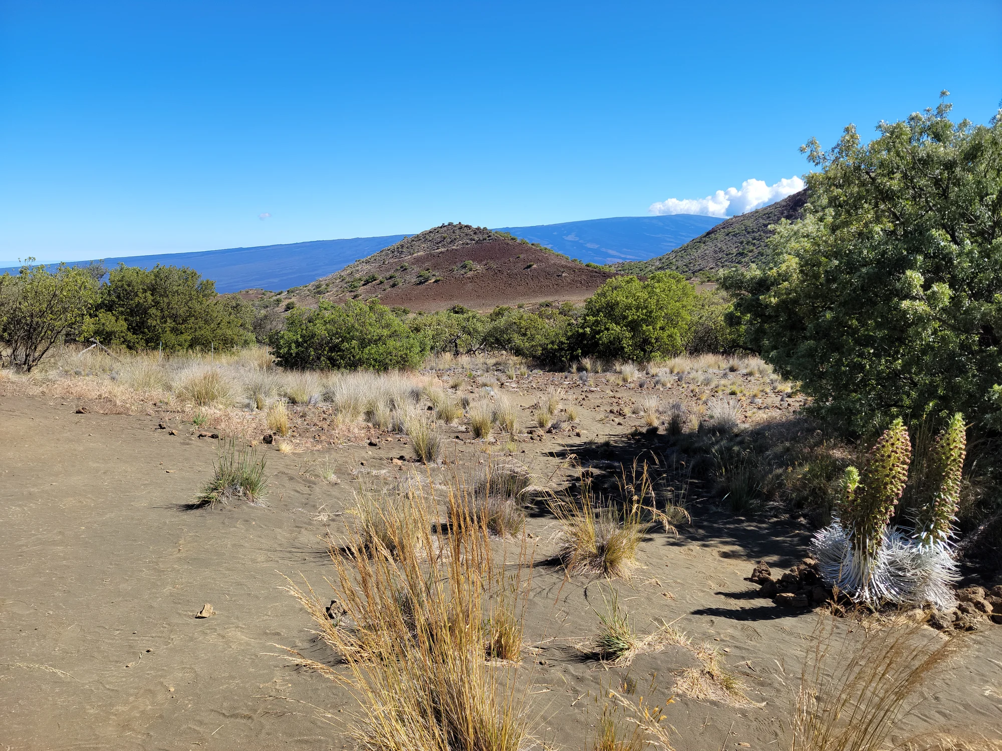 Volcanic terrain and native vegetation on Mauna Kea, Hawaiʻi Island