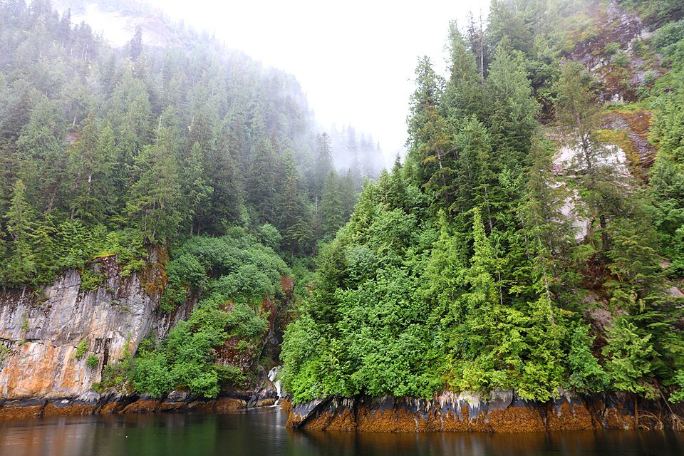 Rainforest and mist along the shoreline in Misty Fjords National Monument