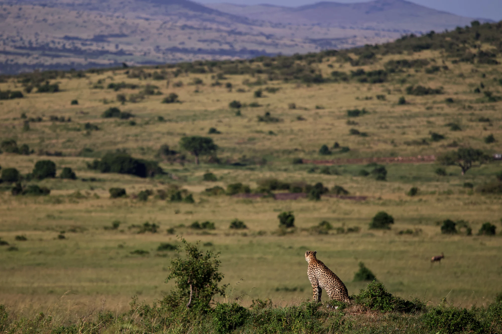 Maasai Mara
