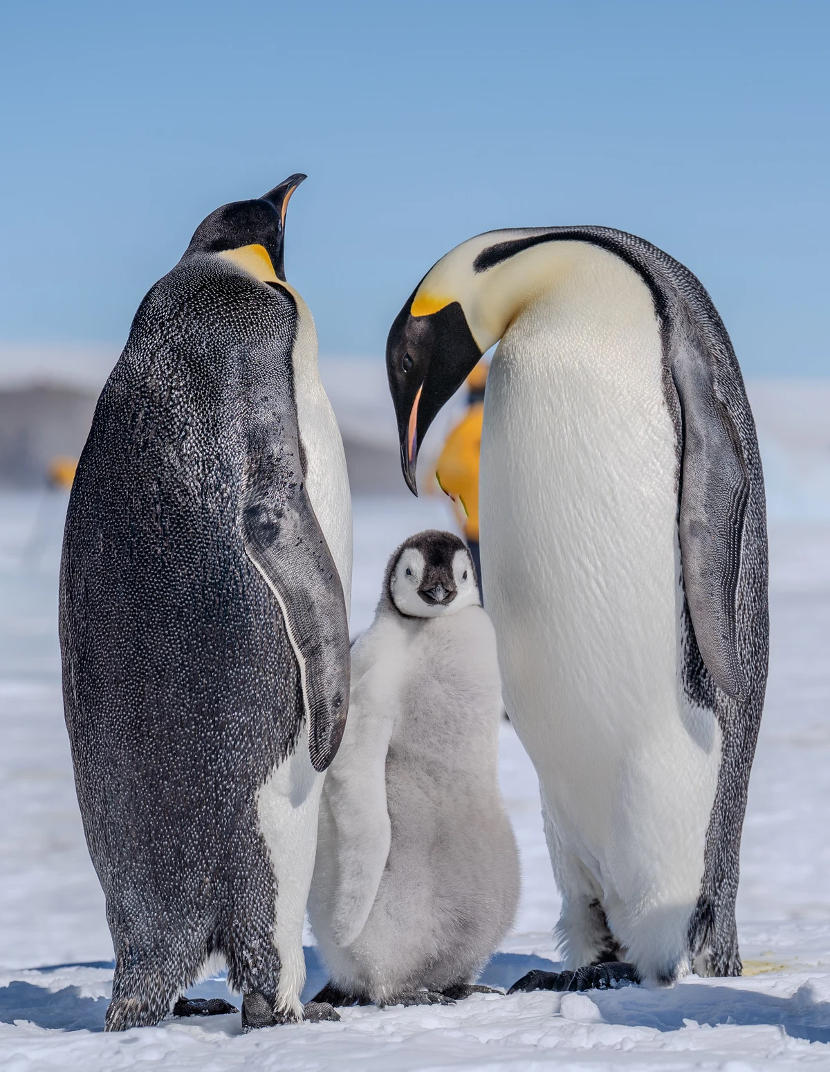 Adult emperor penguins and a chick on snow.