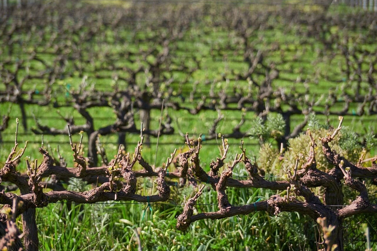 Rows of dormant vines in the Cape Winelands