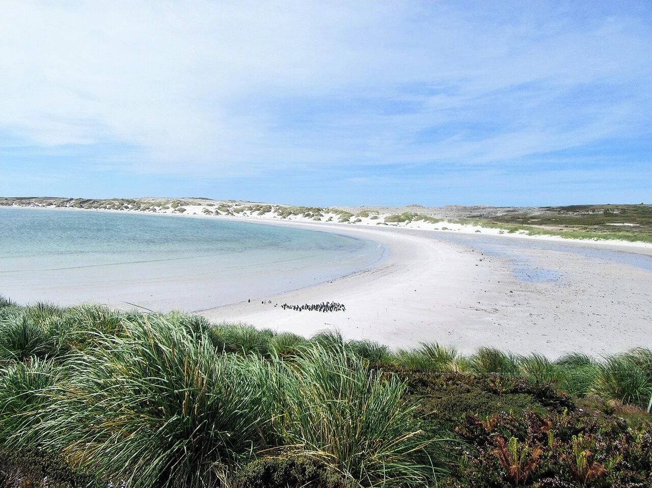 Gypsy Cove’s white-sand beach and coastal grassland in the Falkland Islands.