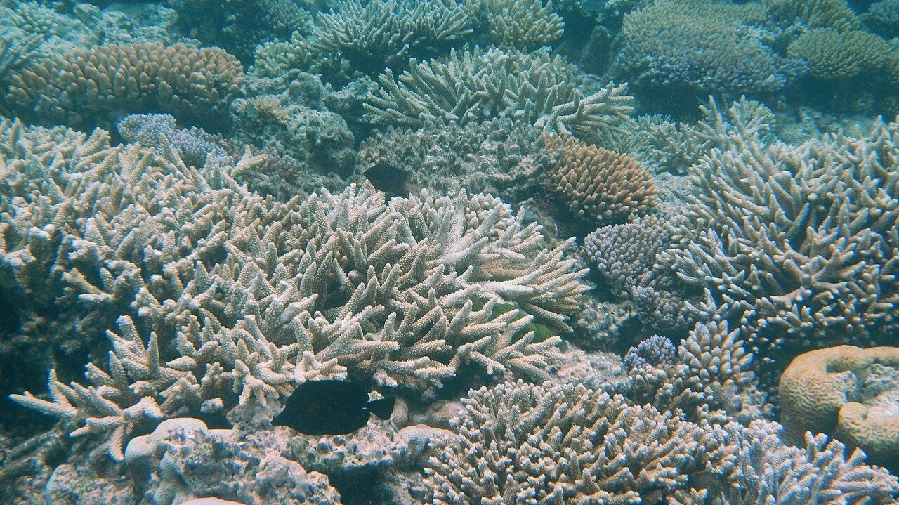 Coral and fish at Agincourt Reef on the Great Barrier Reef.
