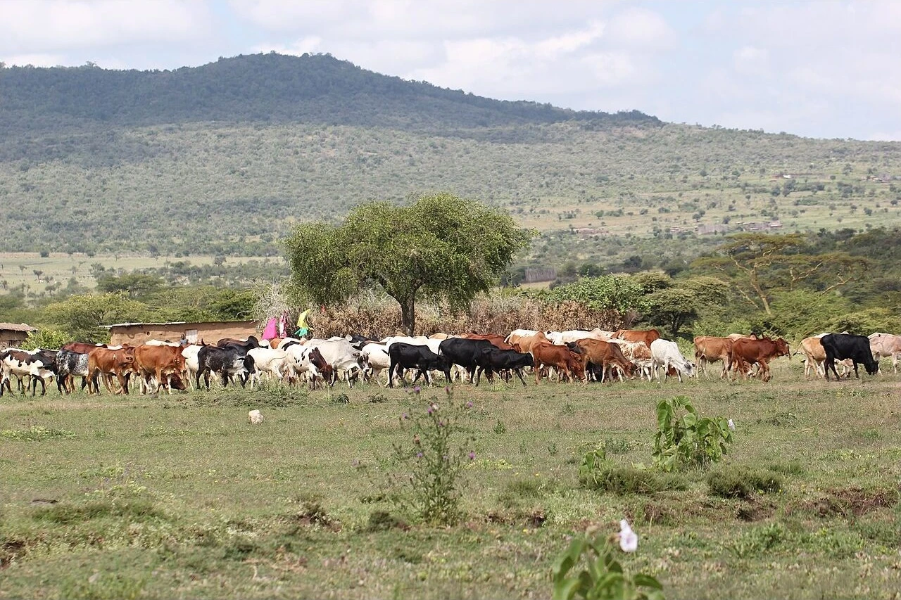 Cattle beside a Maasai village in the Maasai Mara area of Kenya.