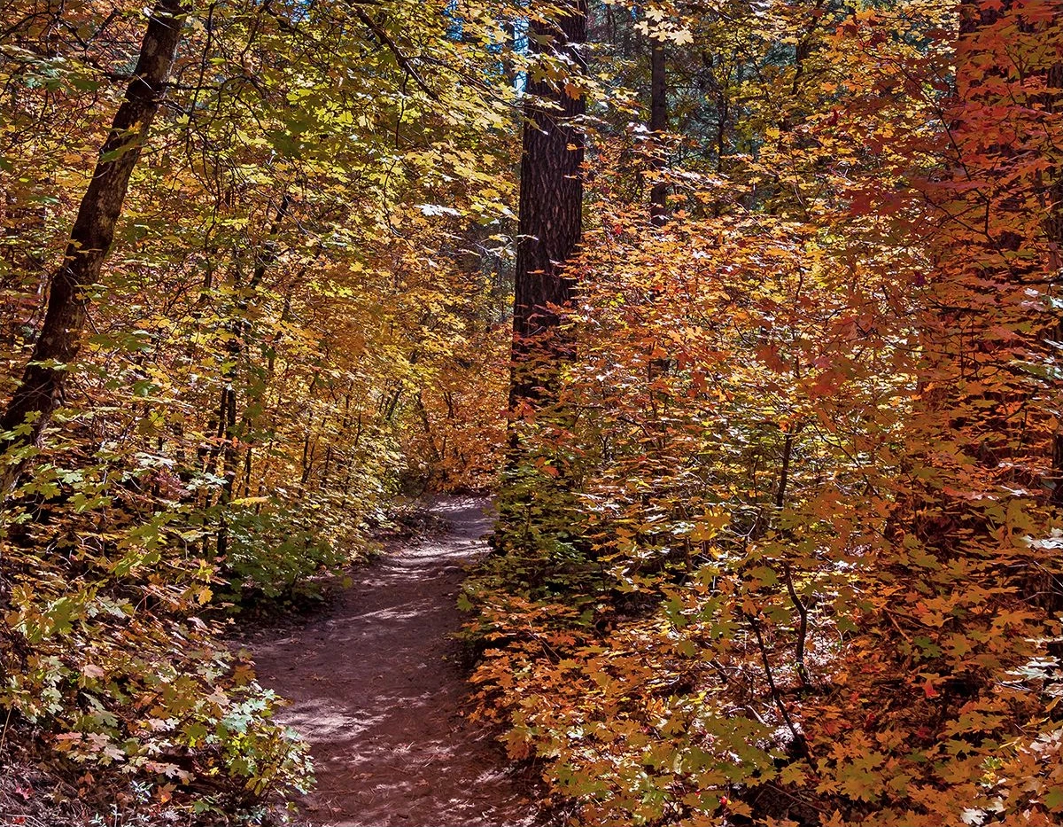 Autumn foliage along the West Fork hiking trail near Sedona