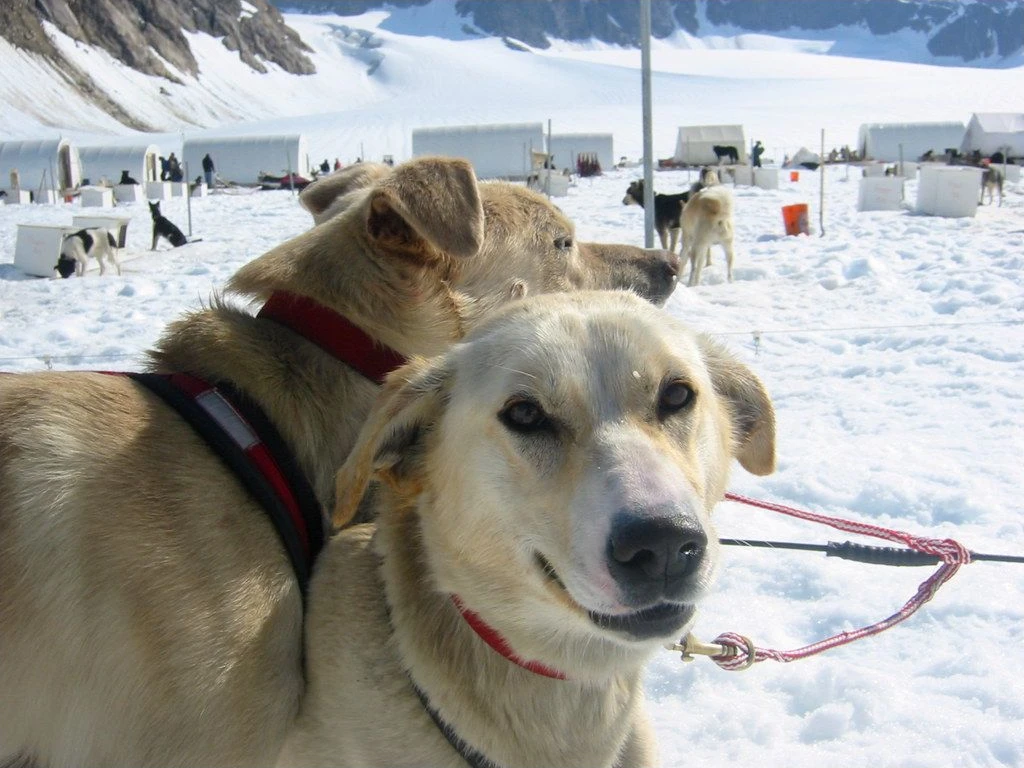 Two sled dogs at a glacier camp near Skagway, Alaska