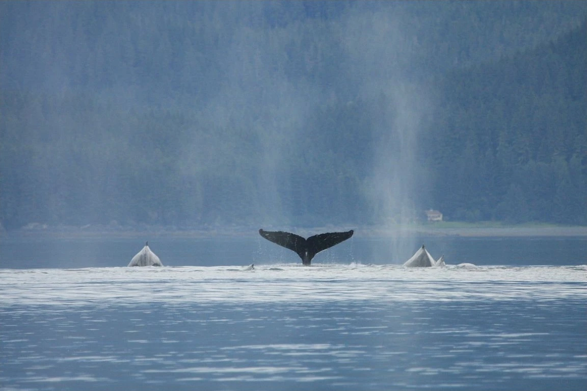 Humpback whales surfacing in waters near Juneau, Alaska.