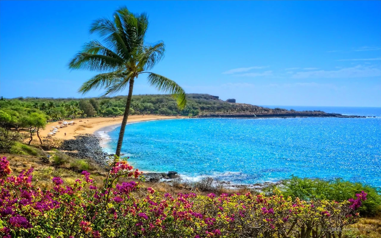 Palm tree above Hulopoe Bay beach on Lanai