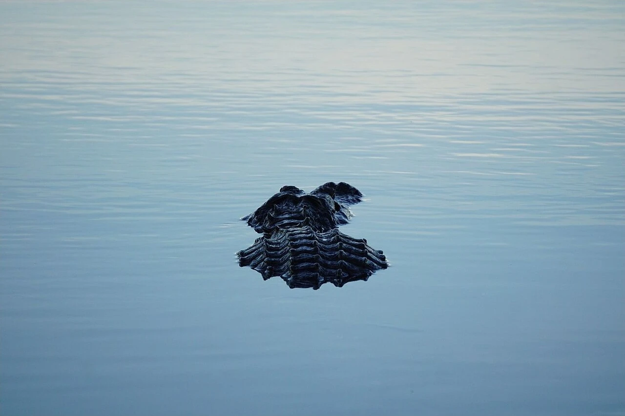 An American alligator at Royal Palm in Everglades National Park.