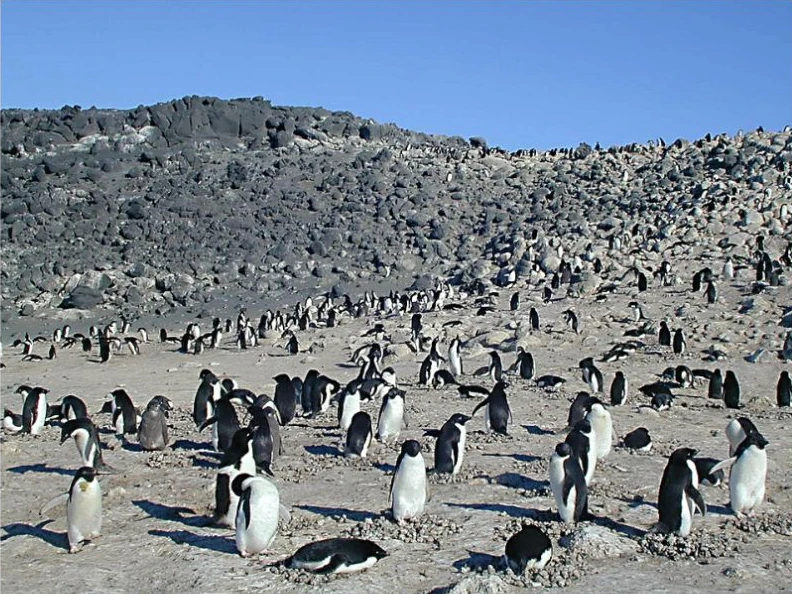 Adélie penguin colony at Cape Royds, Ross Island.